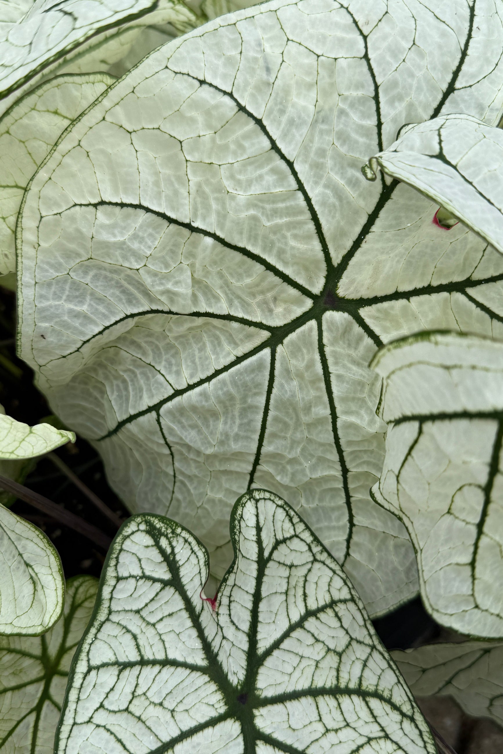 A white with green veined Caladium closeup of the leaves the beginning of May ©Sprout Home