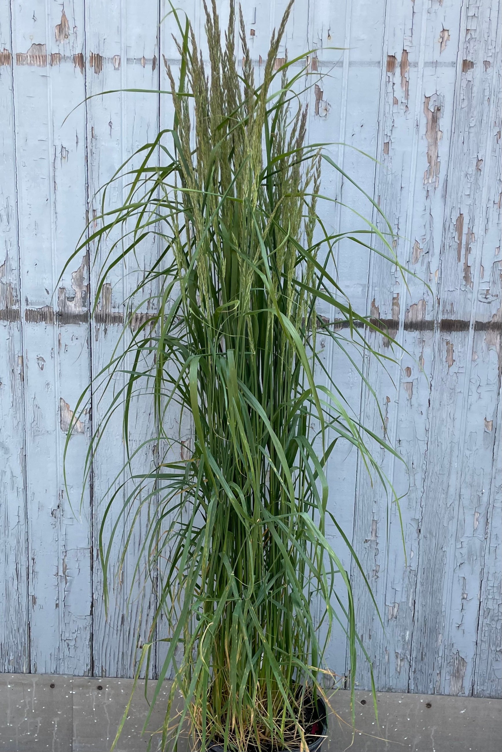 Calamagrostis 'Karl Foerster' in a #3 growers pot the beginning of June standing tall against a blue gray wall. ©Sprout Home
