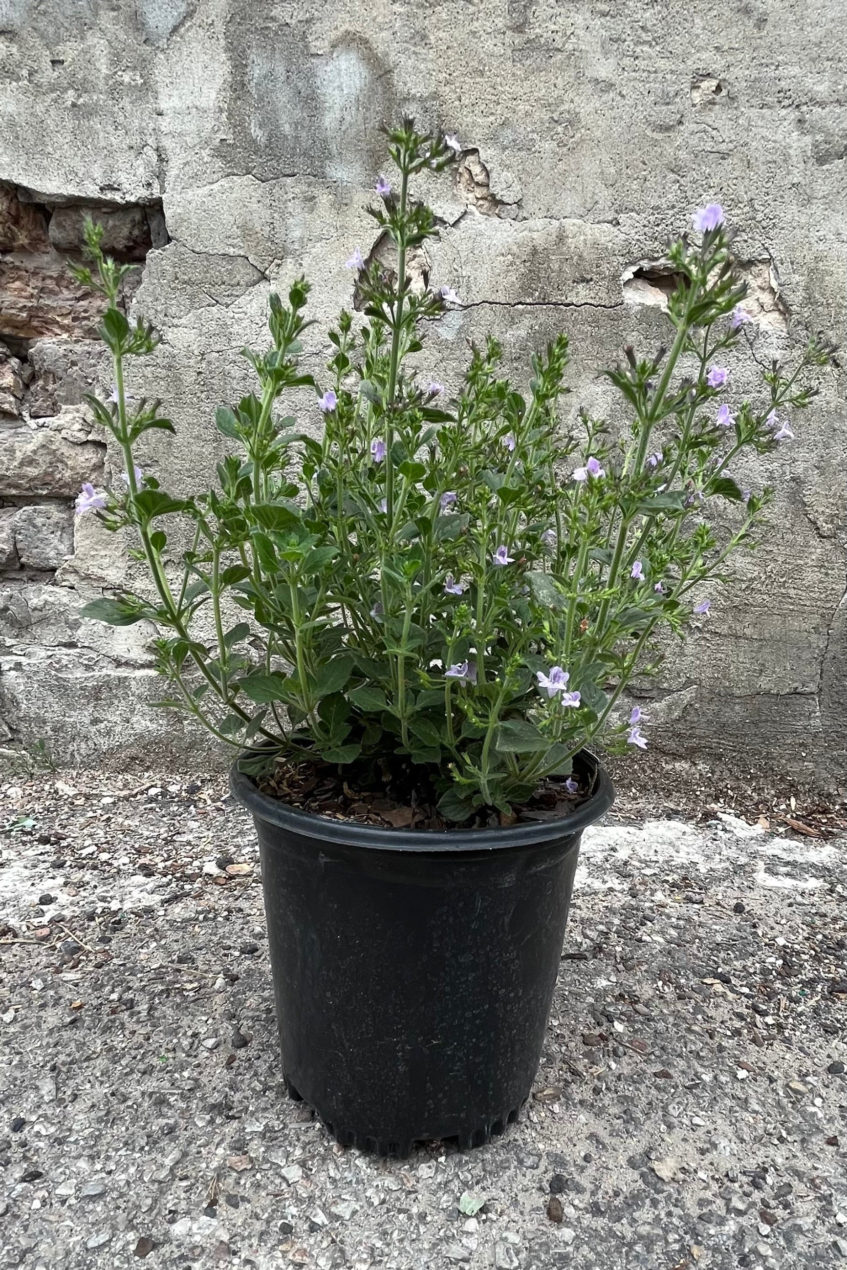 Calamintha 'Marvelette Blue' in a #1 growers pot the end of June just starting to bloom with its sweet violet blue flowers. ©Sprout Home