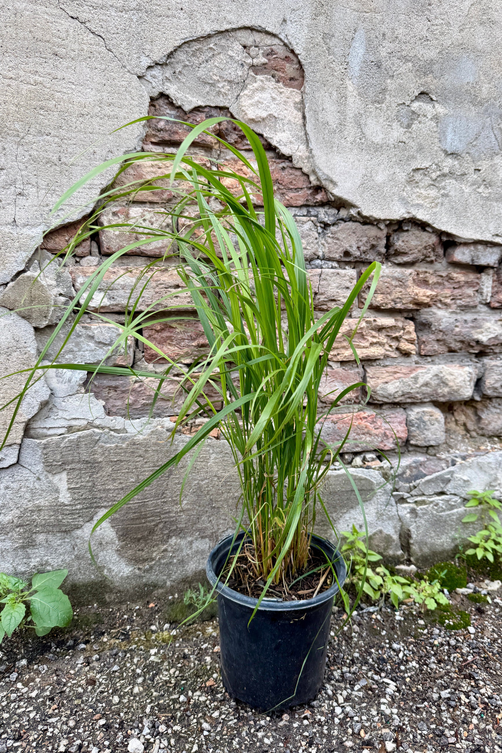 Calamagrostis brachytricha in a #1 growers pot the middle of June in front of a stone wall ©Sprout Home