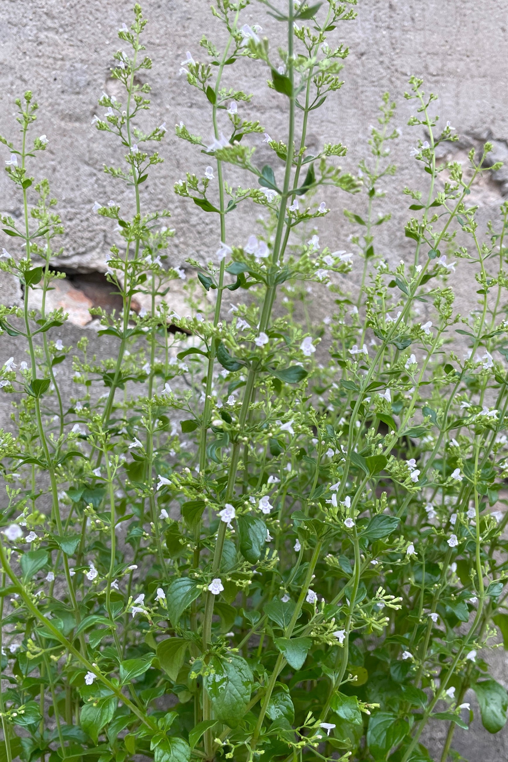 Calamintha var. nepeta in bloom and up close mid July showing the small light white purple flowers. ©Sprout Home
