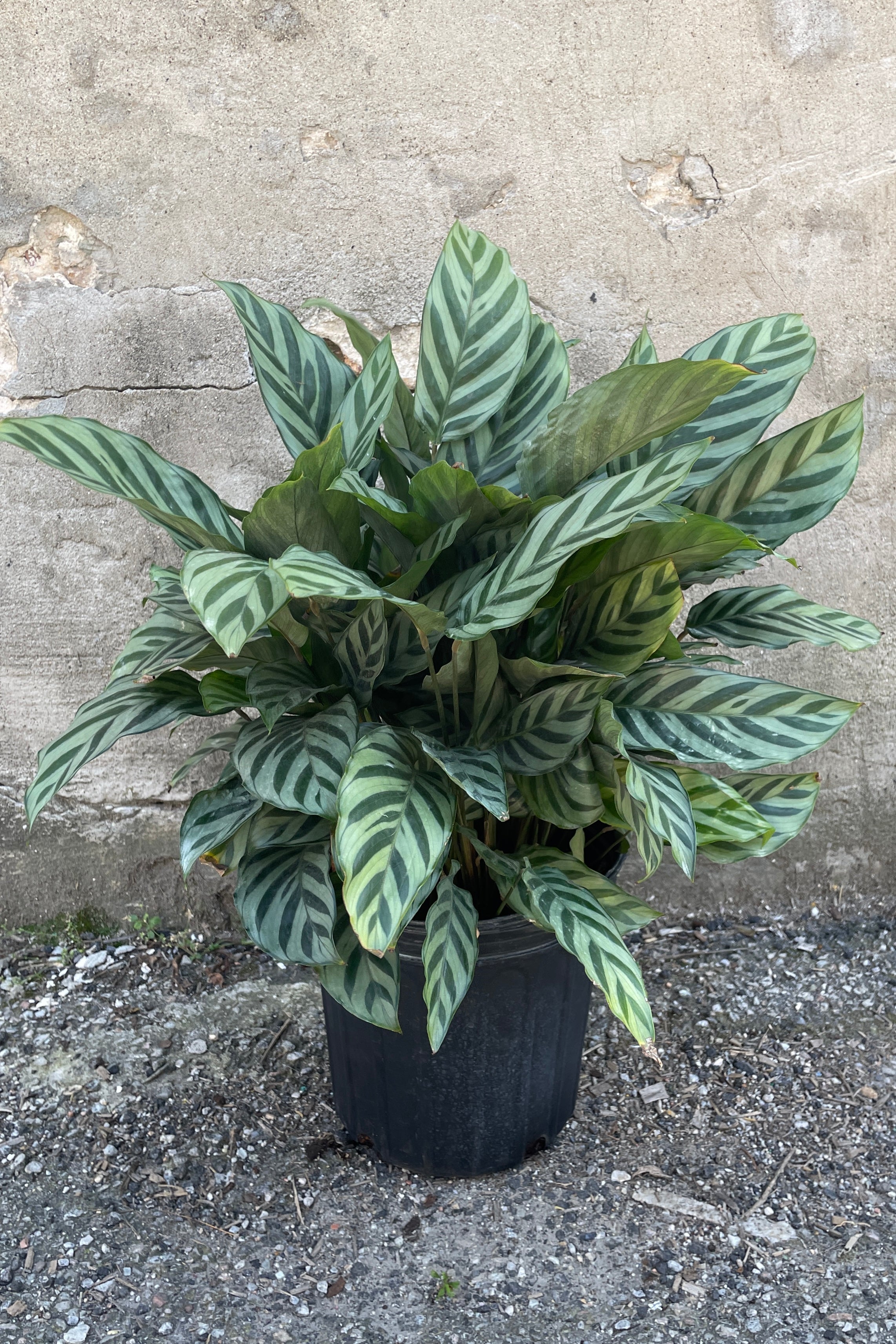 Calathea 'Freddie' in an 8" growers pot standing bushy in front of a concrete wall.
