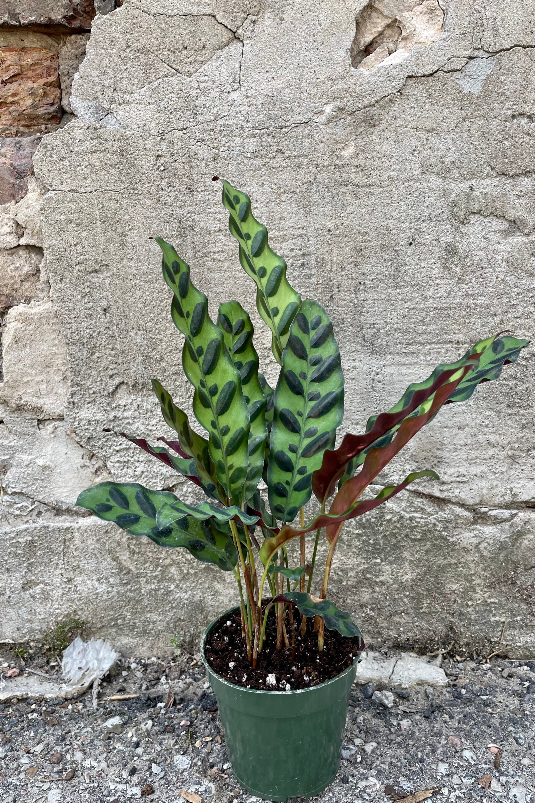 Photo of the Calathea lancifolia "Rattlesnake plant" in a nursery pot against a cement wall ©Sprout Home