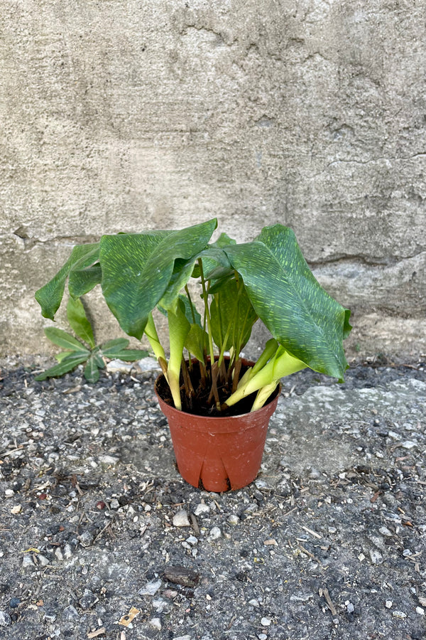 Photo of the green patterned leaves of Calathea musaica houseplant in an orange pot against a cement wall.
