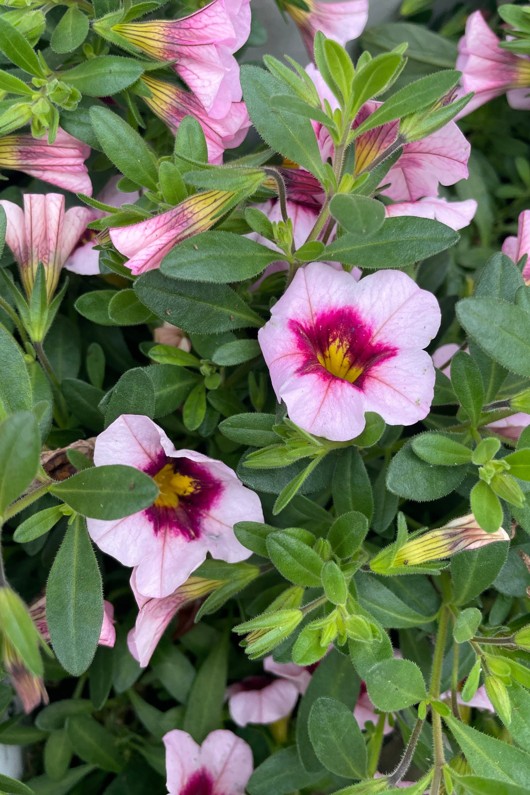 small pink flowers house plant Calibrachoa (assorted) 4.5" at SPROUT HOME