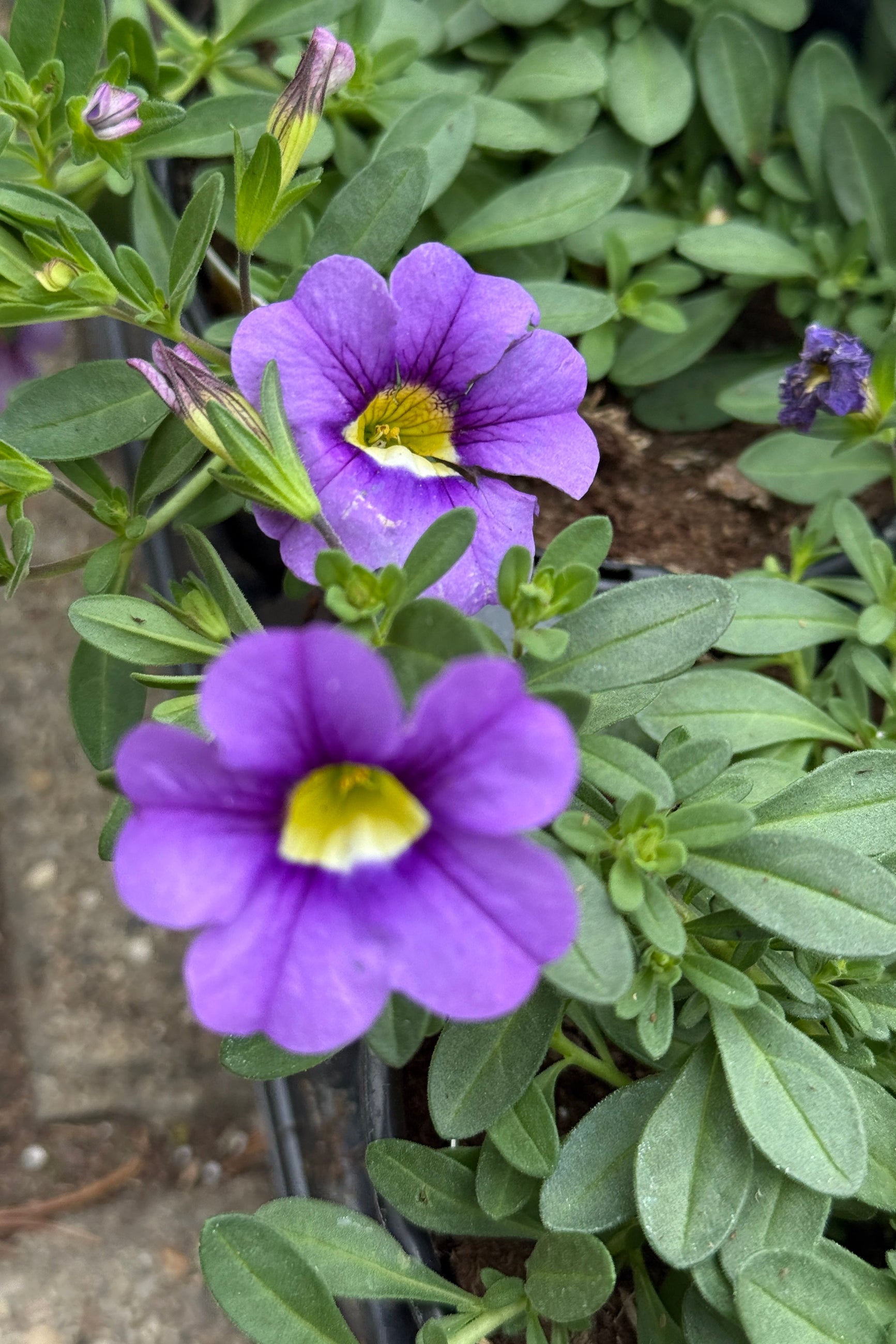 Calibrachoa 'Cabaret Sky Blue' up close in April ©Sprout Home
