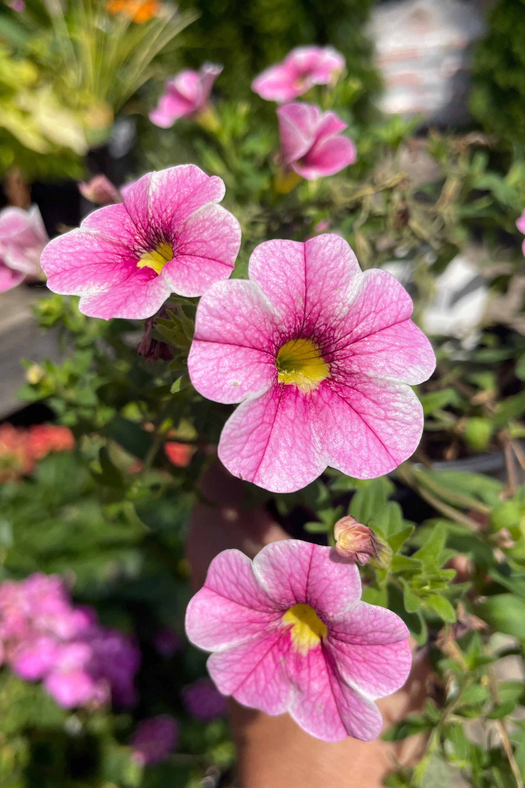 Close up of the pink flowers with yellow centers of the Calibrachoa 'Cabaret Strawberry Parfait' in June at SPROUT HOME. ©Sprout Home