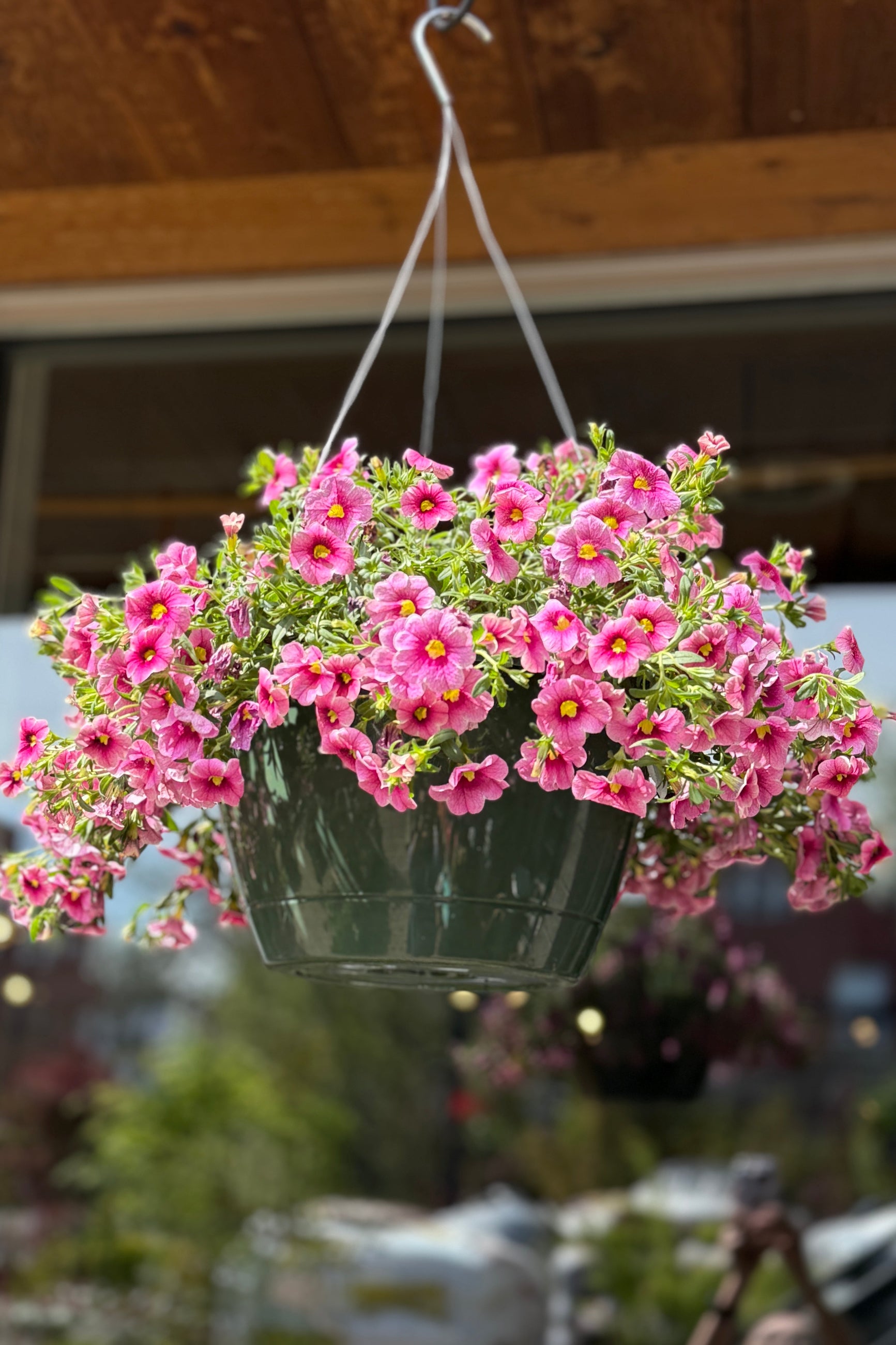 A hanging pink Calibrachoa annual basket the beginning of May in the Sprout Home yard ©Sprout Home