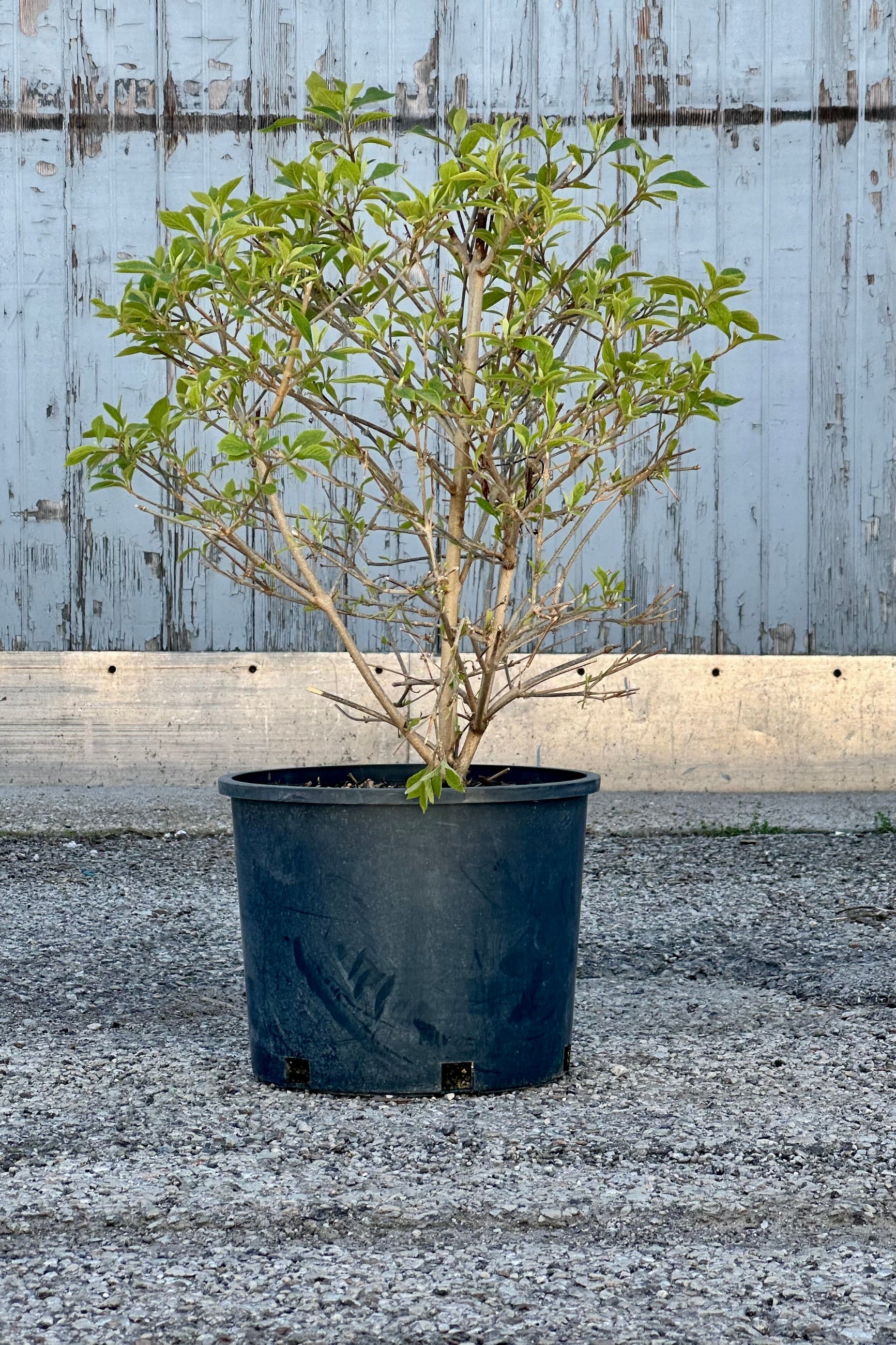 Callicarpa bodinieri 'Profusion' in a #3 growers pot the beginning of spring the end of April with its fresh new light green leaves against a wood wall. ©Sprout Home