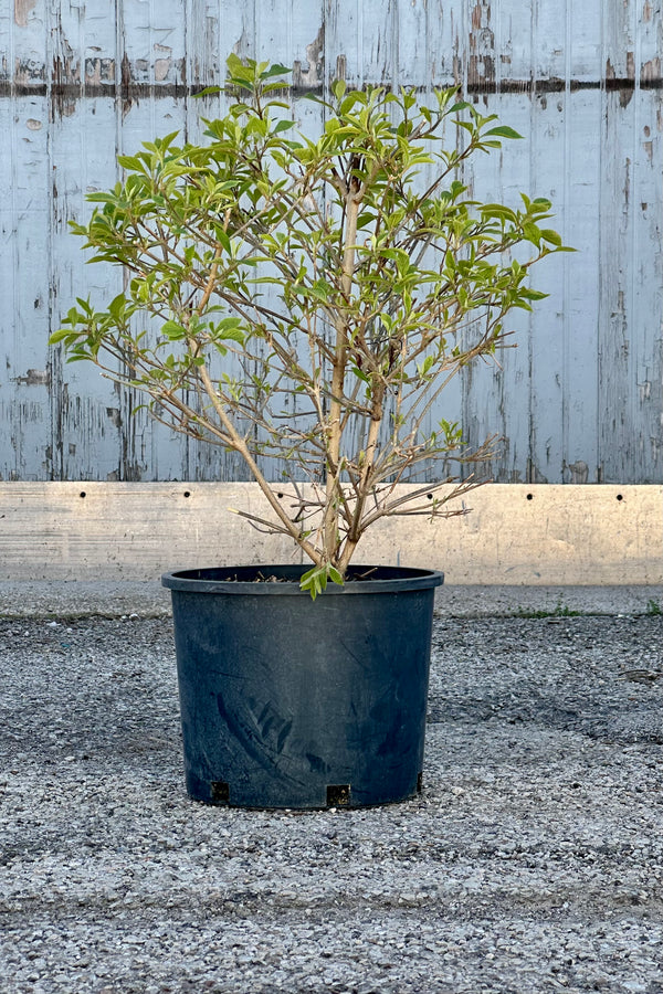 Callicarpa bodinieri 'Profusion' in a #3 growers pot the beginning of spring the end of April with its fresh new light green leaves against a wood wall. 