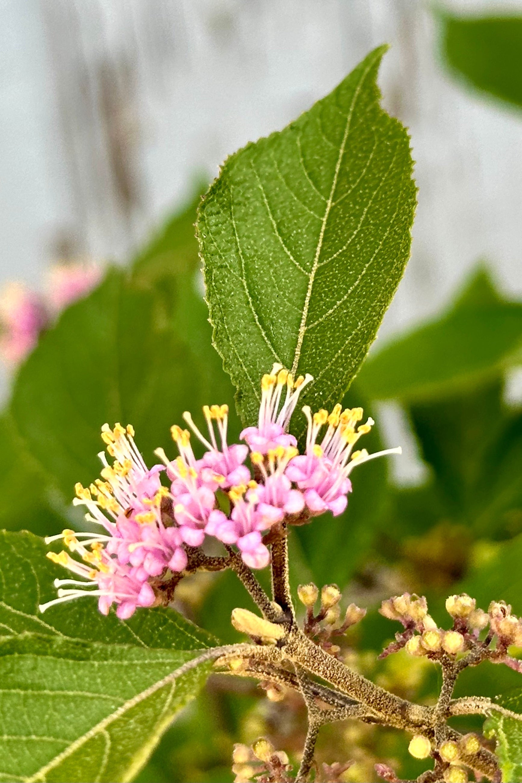The delicate purple flowers mid June on the Callicarpa 'Profusion' shrub. ©Sprout Home