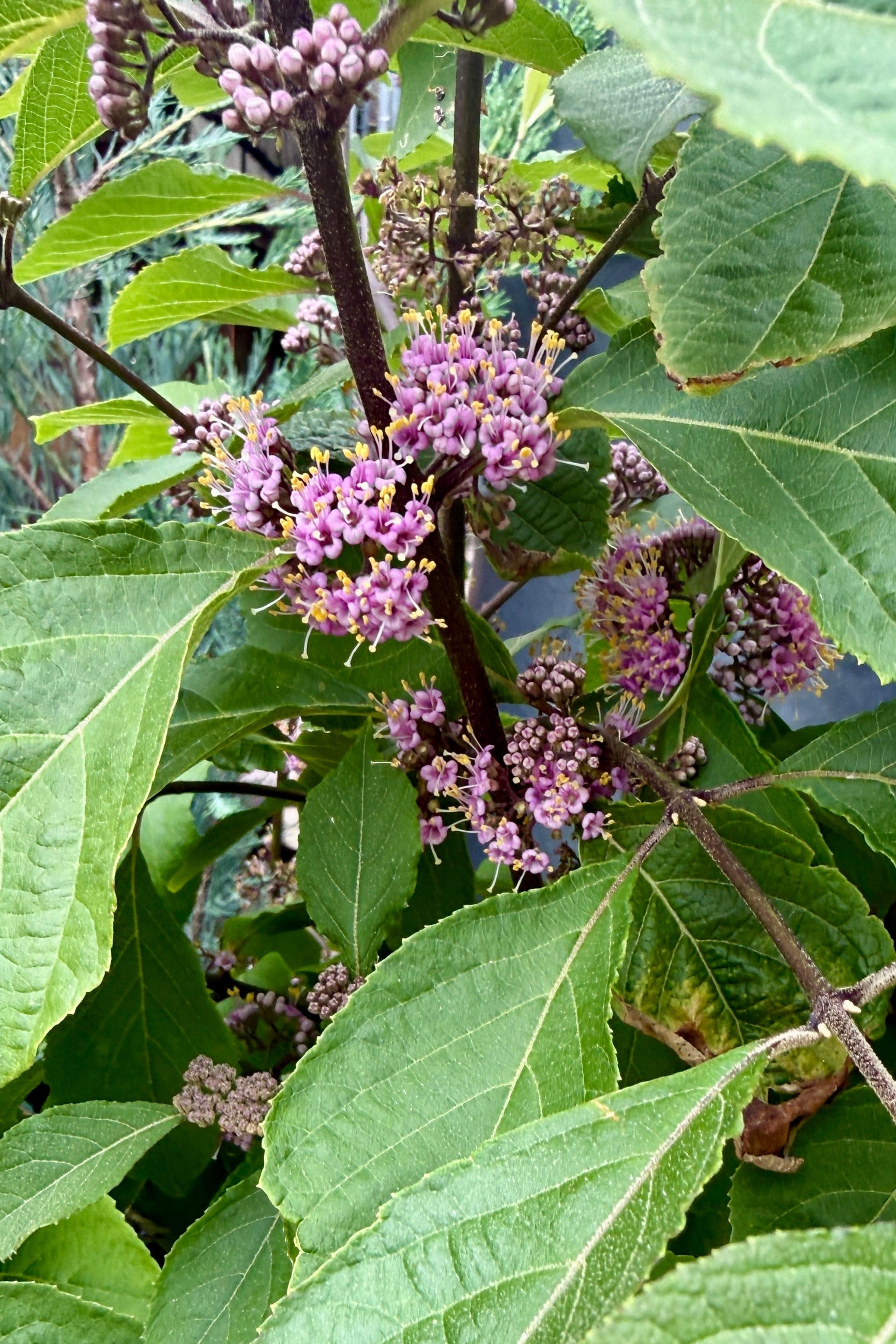 Close-up of Callicarpa bodinieri 'Profusion' purple flowers on a branch with green leaves the beginning of June ©Sprout Home