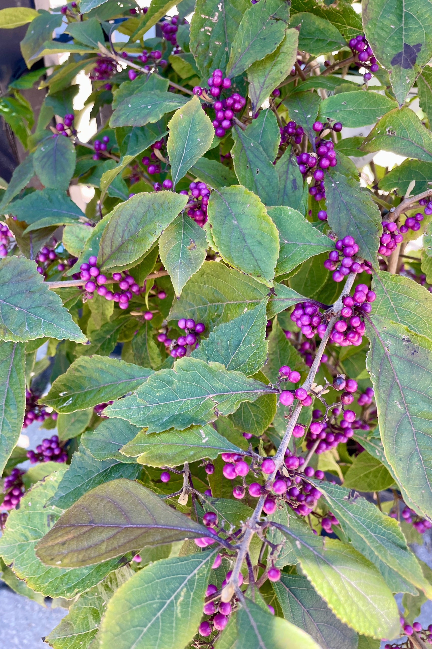 Calllicarpa bush with its purple berries the middle of October at Sprout Home ©Sprout Home
