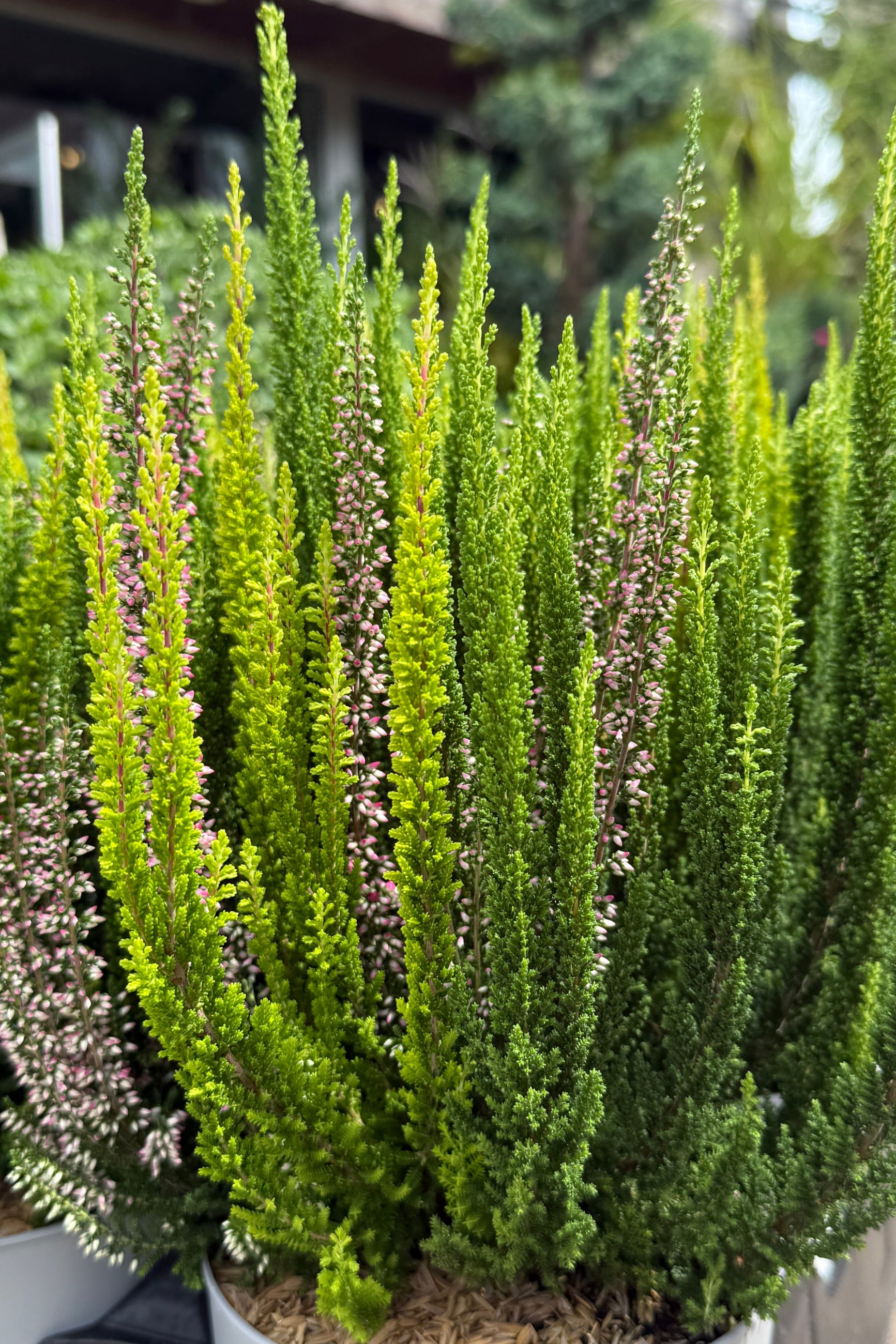 A potted Calluna 'Skyline Series' plant of vibrant green heather with delicate pinkish-purple flowers, photographed outdoors with a blurred garden background. ©Sprout Home