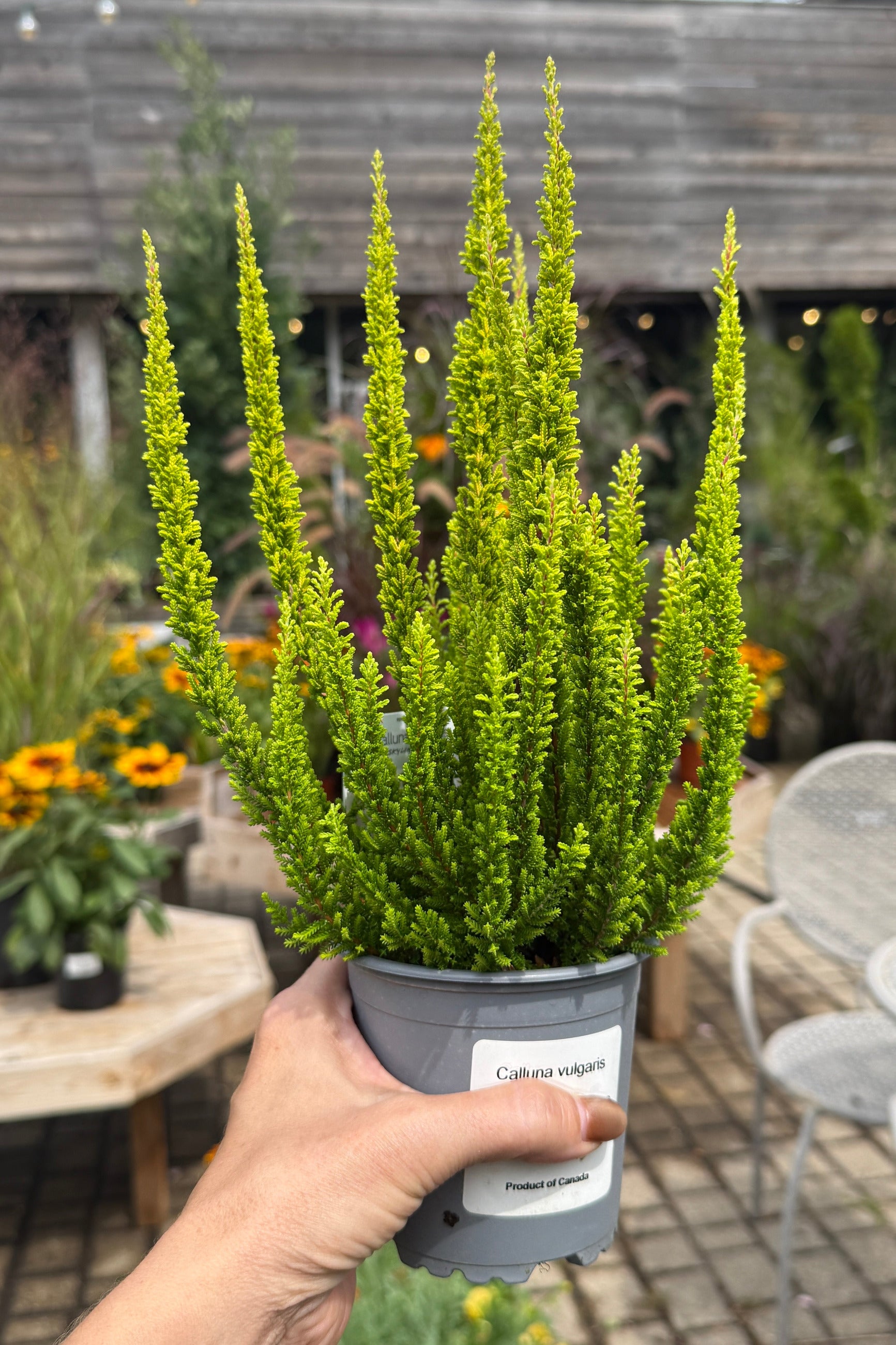 A hand holds a potted Calluna vulgaris with tall, narrow yellow-green flower spikes in a gray plastic nursery pot, photographed at Sprout Home blurred tables and plants in the background. ©Sprout Home