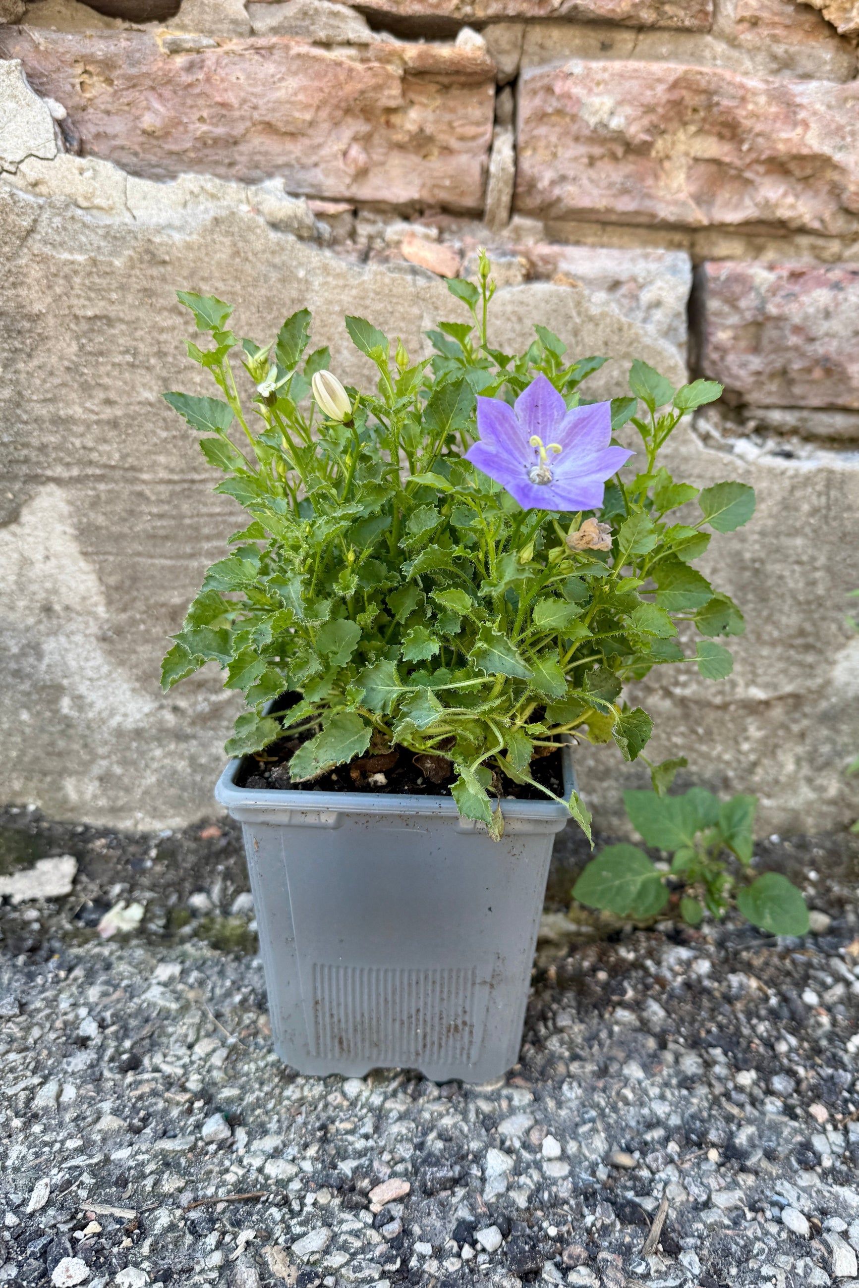 Campanula c. 'Blue Clips' in a 1qt pot in bloom with a purple flower against a stone wall the middle of June ©Sprout Home