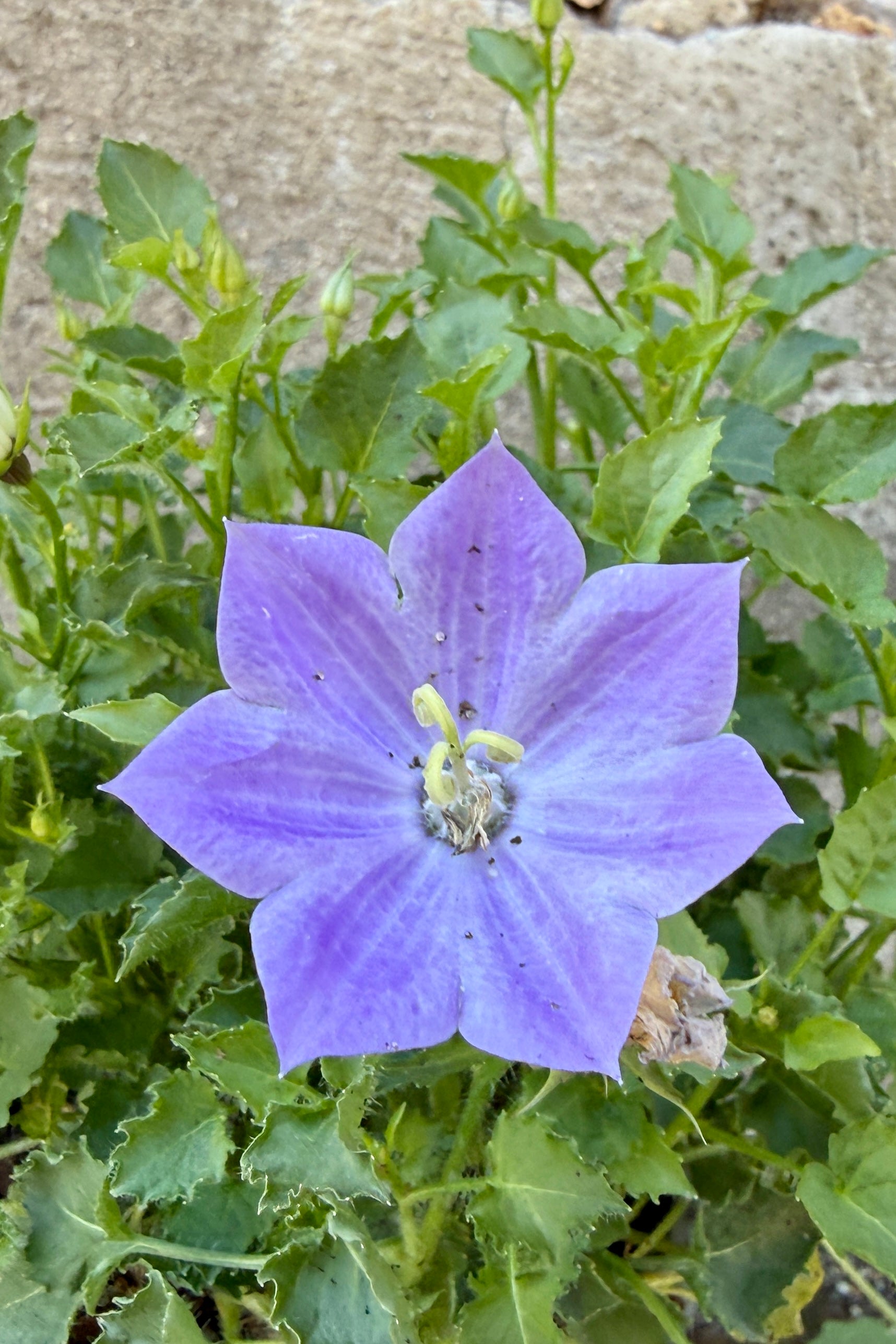 Campanula c. 'Blue Clips' Purple flower with green leaves the middle of June against a concrete wall background ©Sprout Home