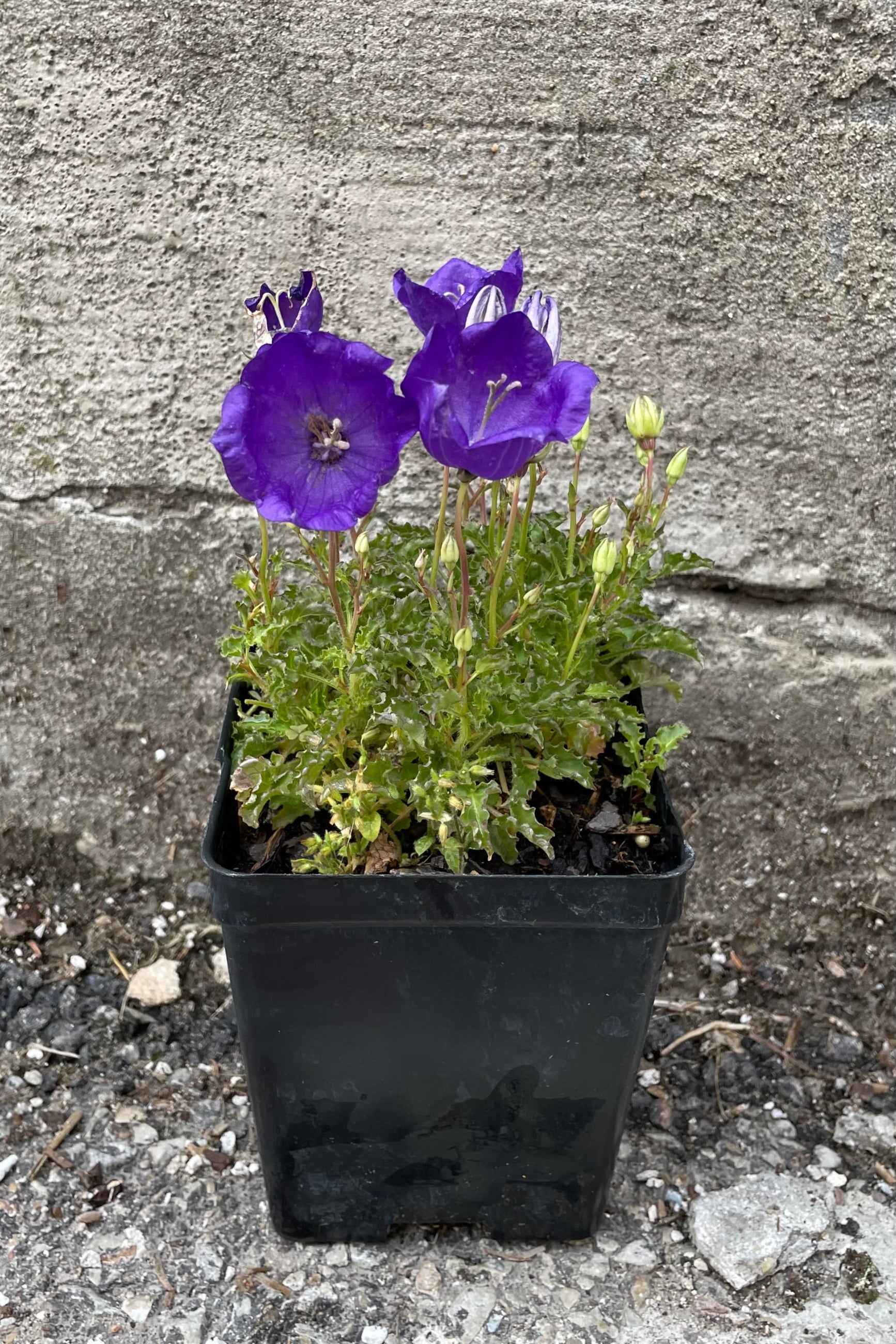 Campanula 'Pearl Deep Blue' in a 1qt size growers pot the middle of June blooming its balloon shaped flowers. ©Sprout Home