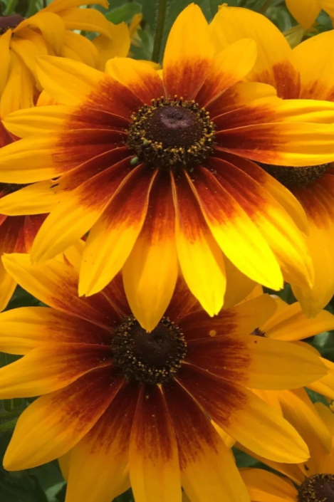 Campfire Rudbeckia flowers with their bright yellow and amber colors by Hudson Valley Seed Company ©Hudson Valley Seed Co.