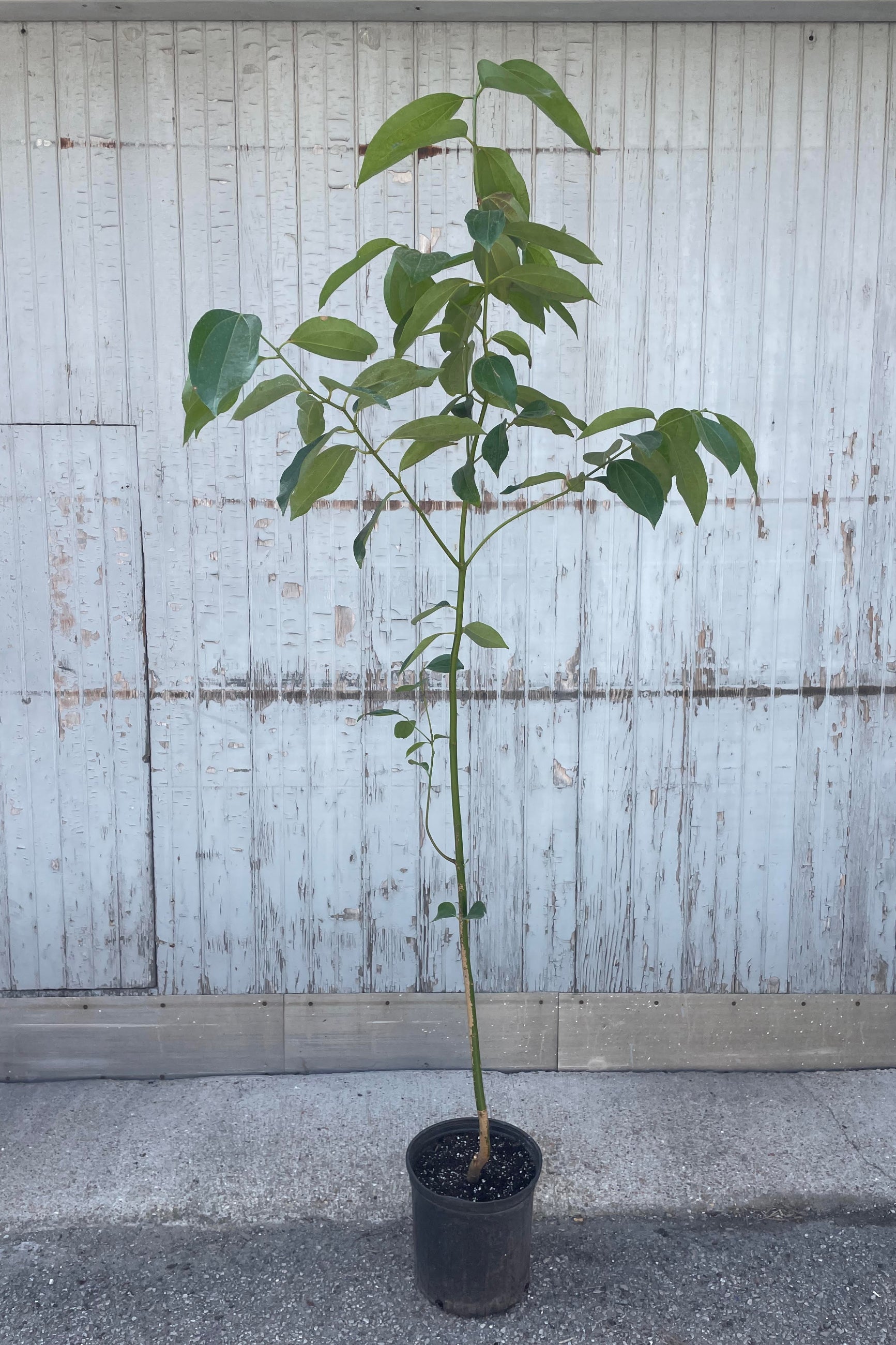 Canela , Cinnamomum verum "cinnamon Tree" in a 10" growers pot against a grey wood wall at SPROUT HOME ©Sprout Home