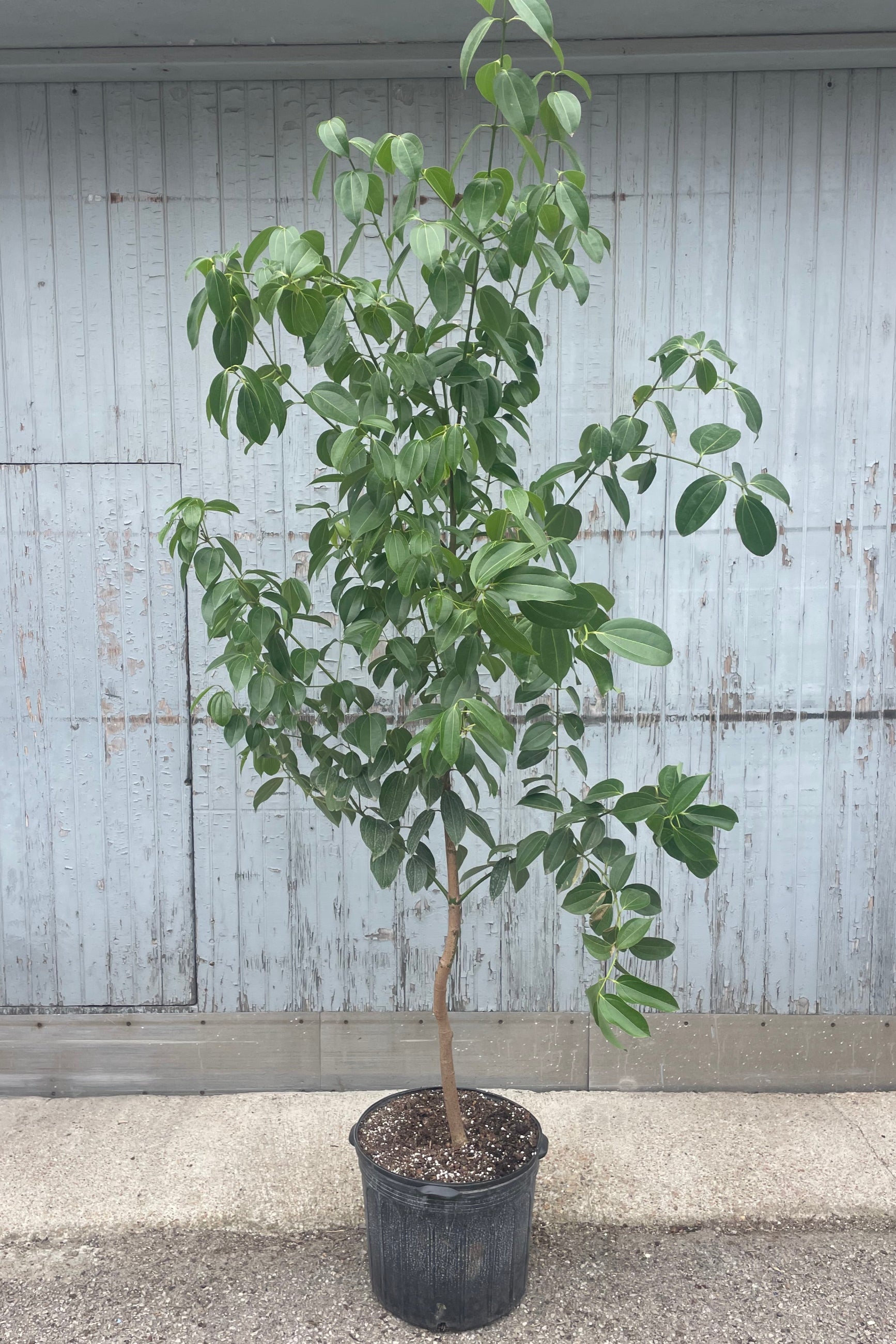 A tree in a black pot in front of a gray wall. The tree is Canela or Cinnamon and is in a black pot on the ground. ©Sprout Home
