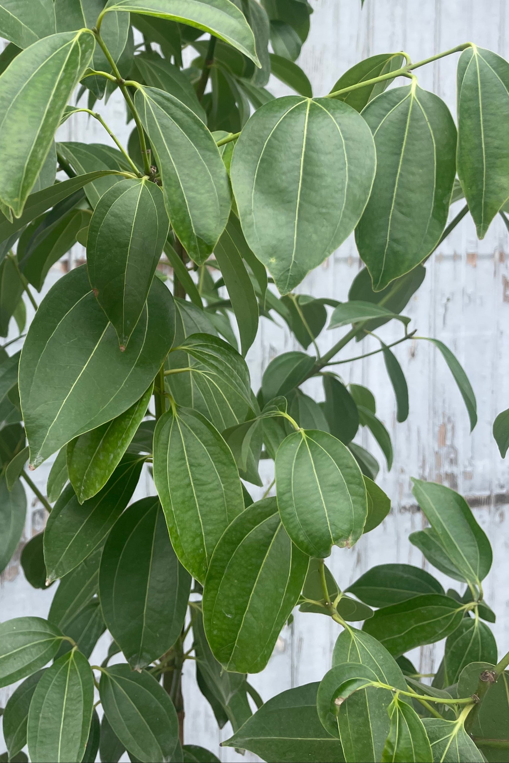 A close-up view of leaves from the 14" Cinnamomum verum featuring dark green old growth and light green new growth ©Sprout Home