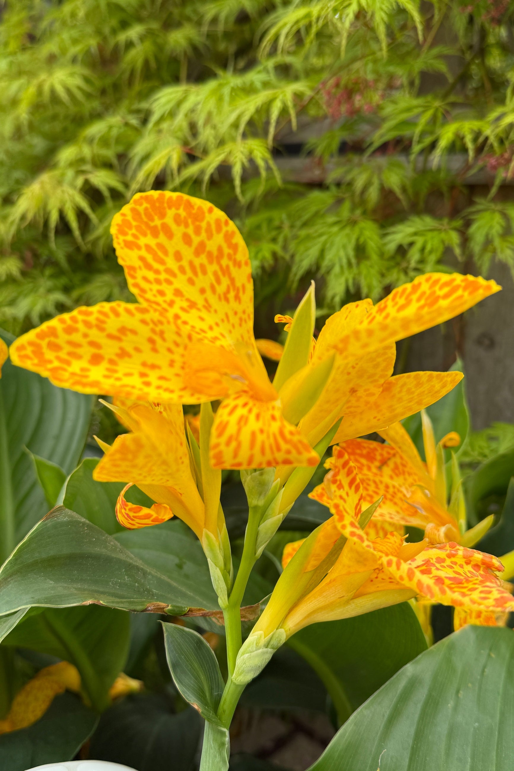 Canna 'Cannova Gold Leapard' flowers in early may ©Sprout Home