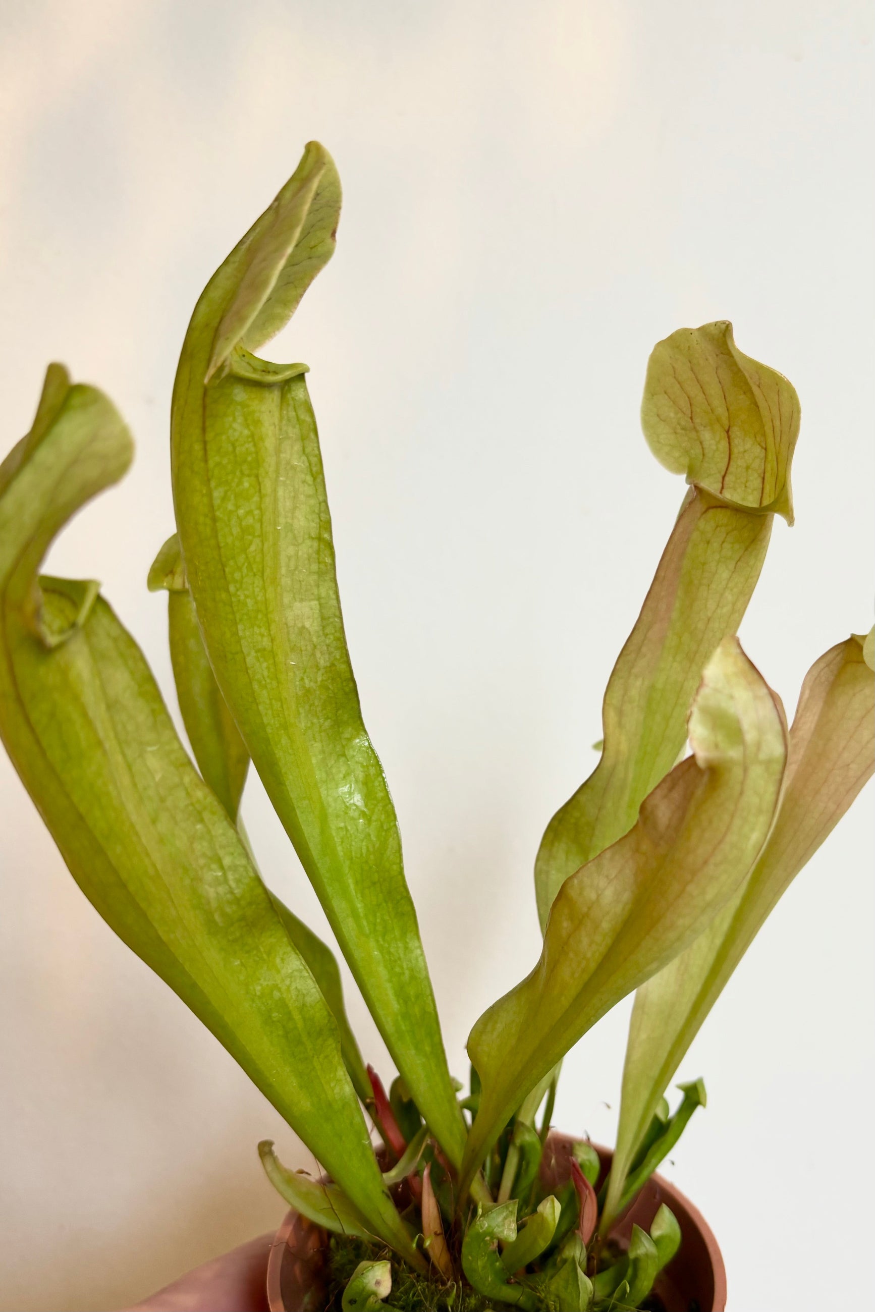 A carnivorous plant being shown up close with its pitcher in the air ©Sprout Home
