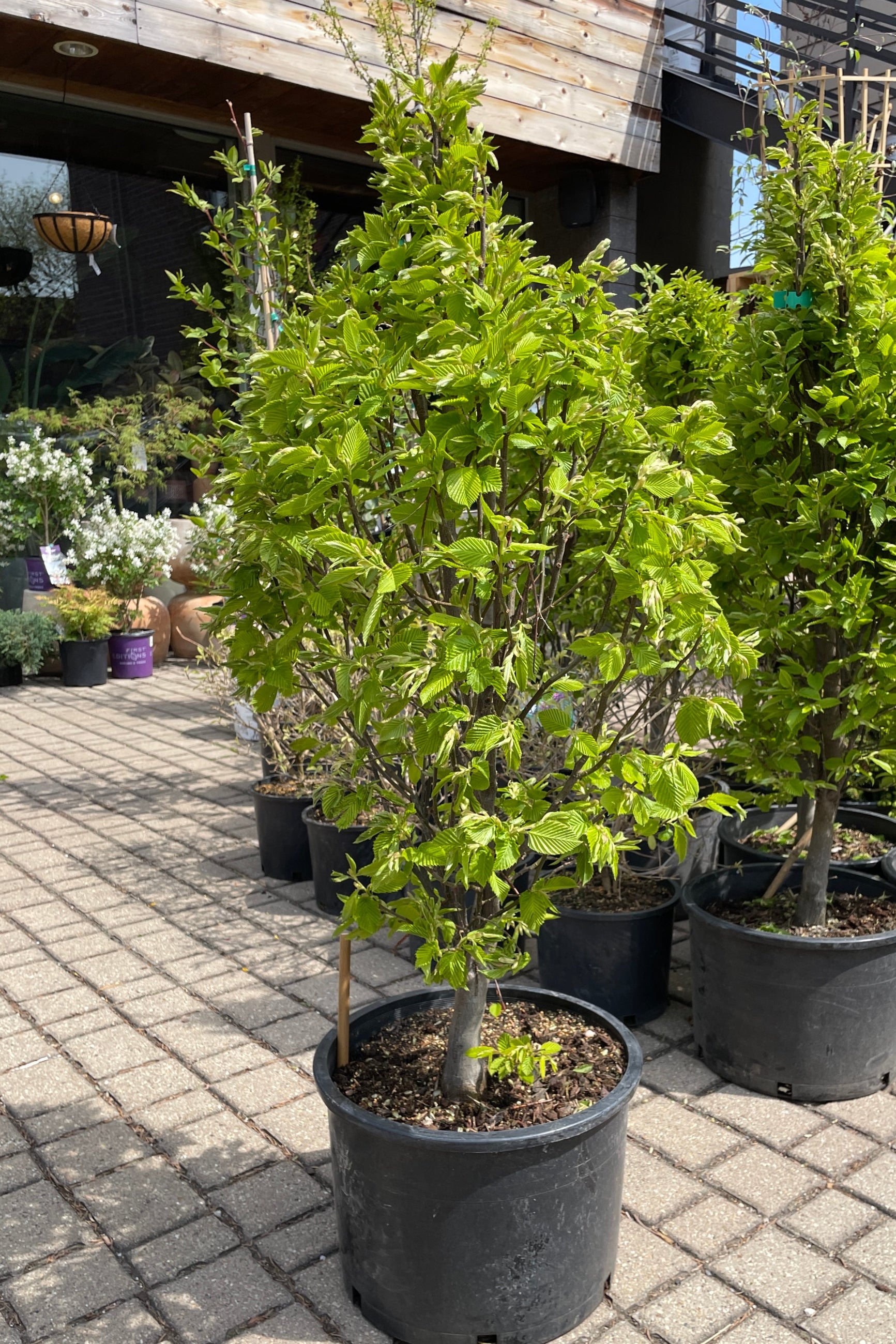 Carpinus betulus 'Colunaris Nana' in a #6 growers pot mid April in the Sprout Home yard. ©Sprout Home