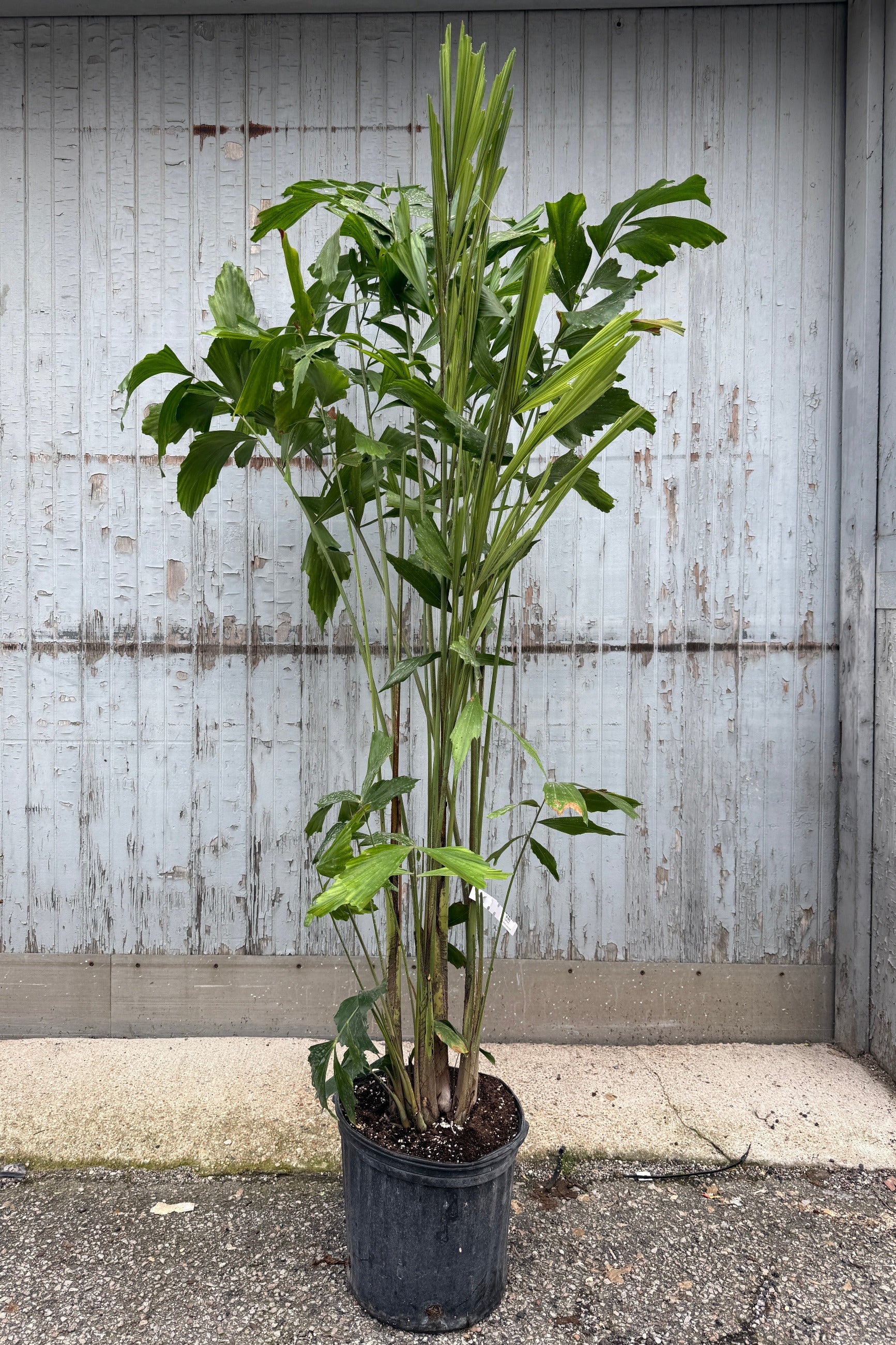 Caryota mitis "Fishtail Palm" in a 12" growers pot against a grey blue wood wall ©Sprout Home