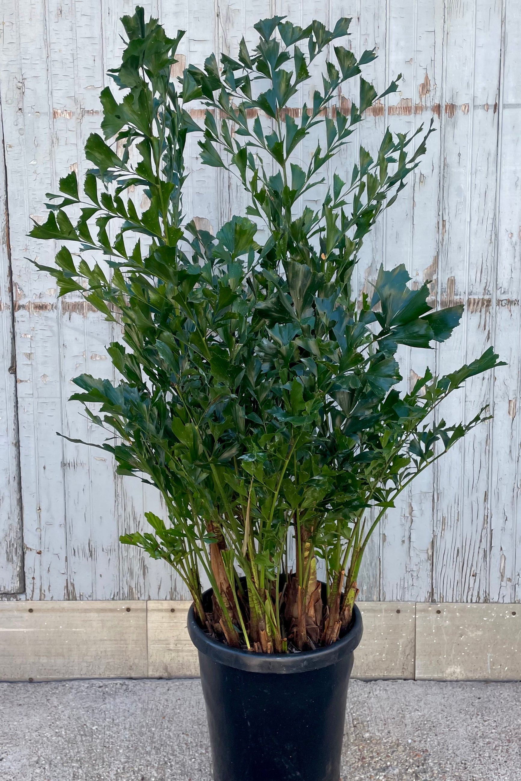 Photo of a fishtale palm at Sprout Home in front of a wooden wall. Green plant with small leaflets in a black pot. ©Sprout Home