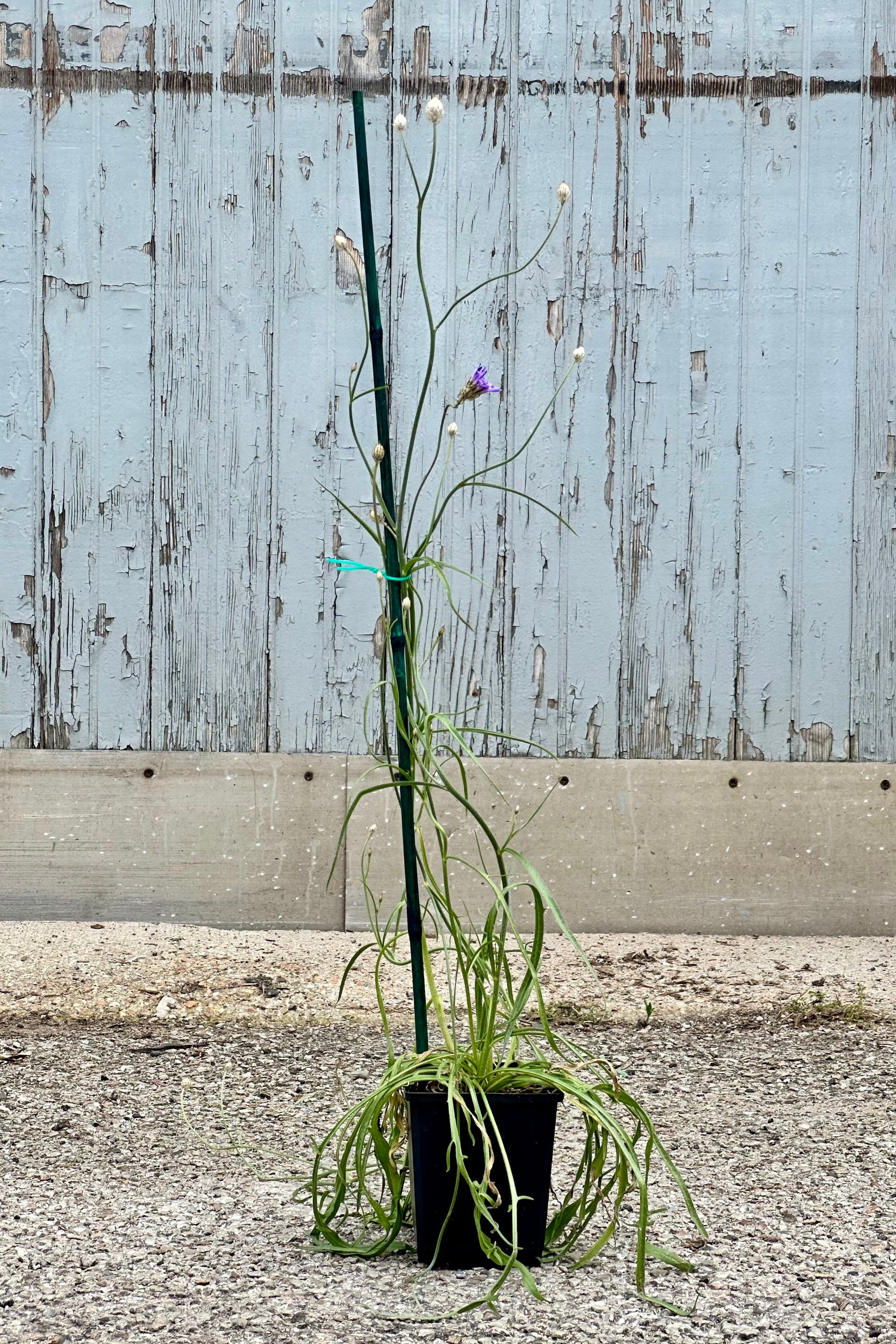 Catananche caerulea in a 4" growers pot the beginning of June just starting to bloom. ©Sprout Home