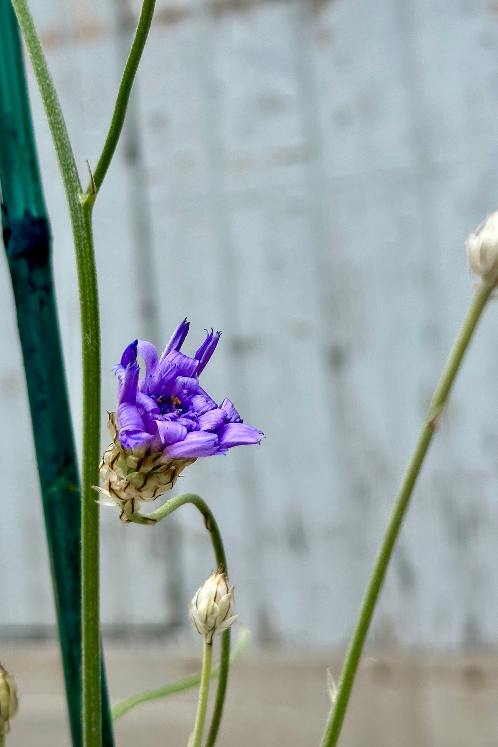 The purple bloom just starting to open the beginning of June of the Catananche caerulea. ©Sprout Home