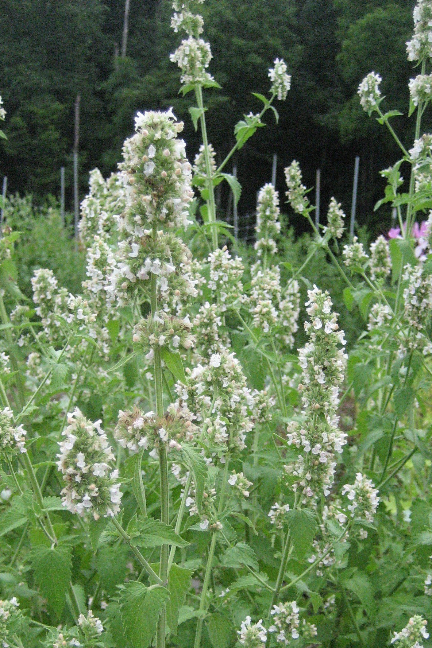 White flowering Catnip with green leaves growing in a garden bed, with a dark forest background. ©Hudson Valley Seed Co.