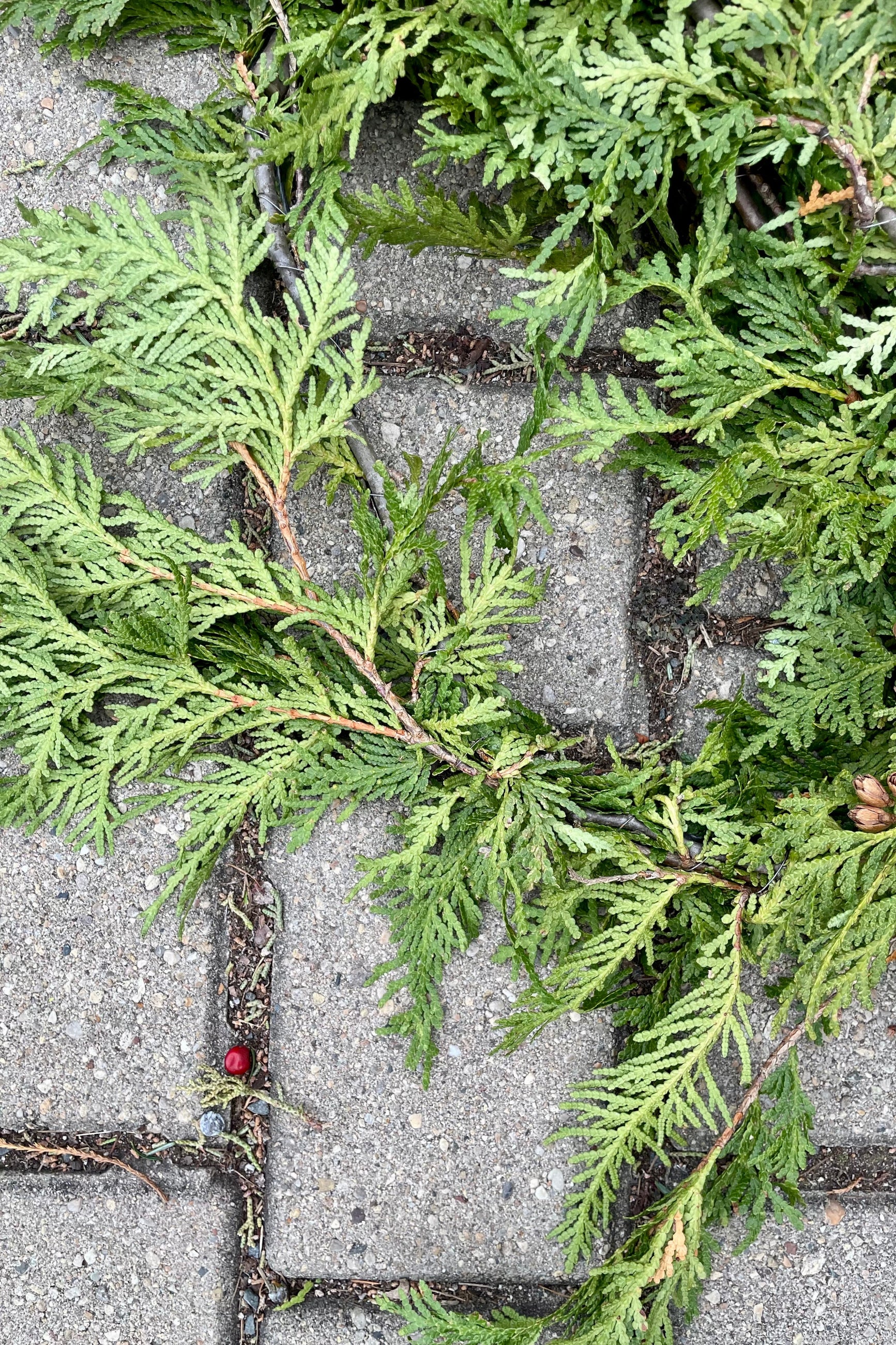 Cedar Garland sitting on gray block ©Sprout Home