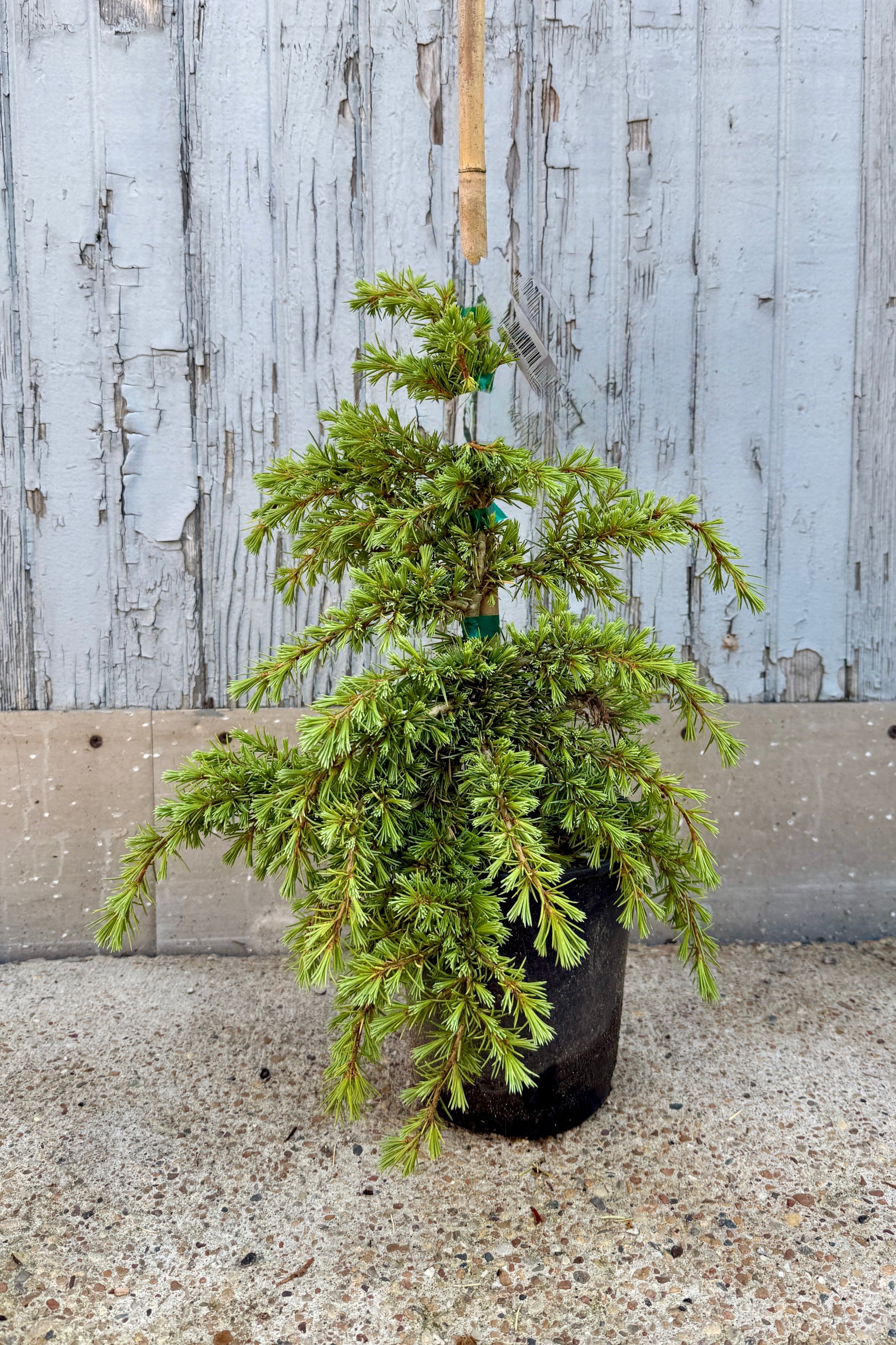 Potted coniferous Cedrus deodara 'Mountain Beauty' plant in a #1 growers pot against a rustic wooden background ©Sprout Home