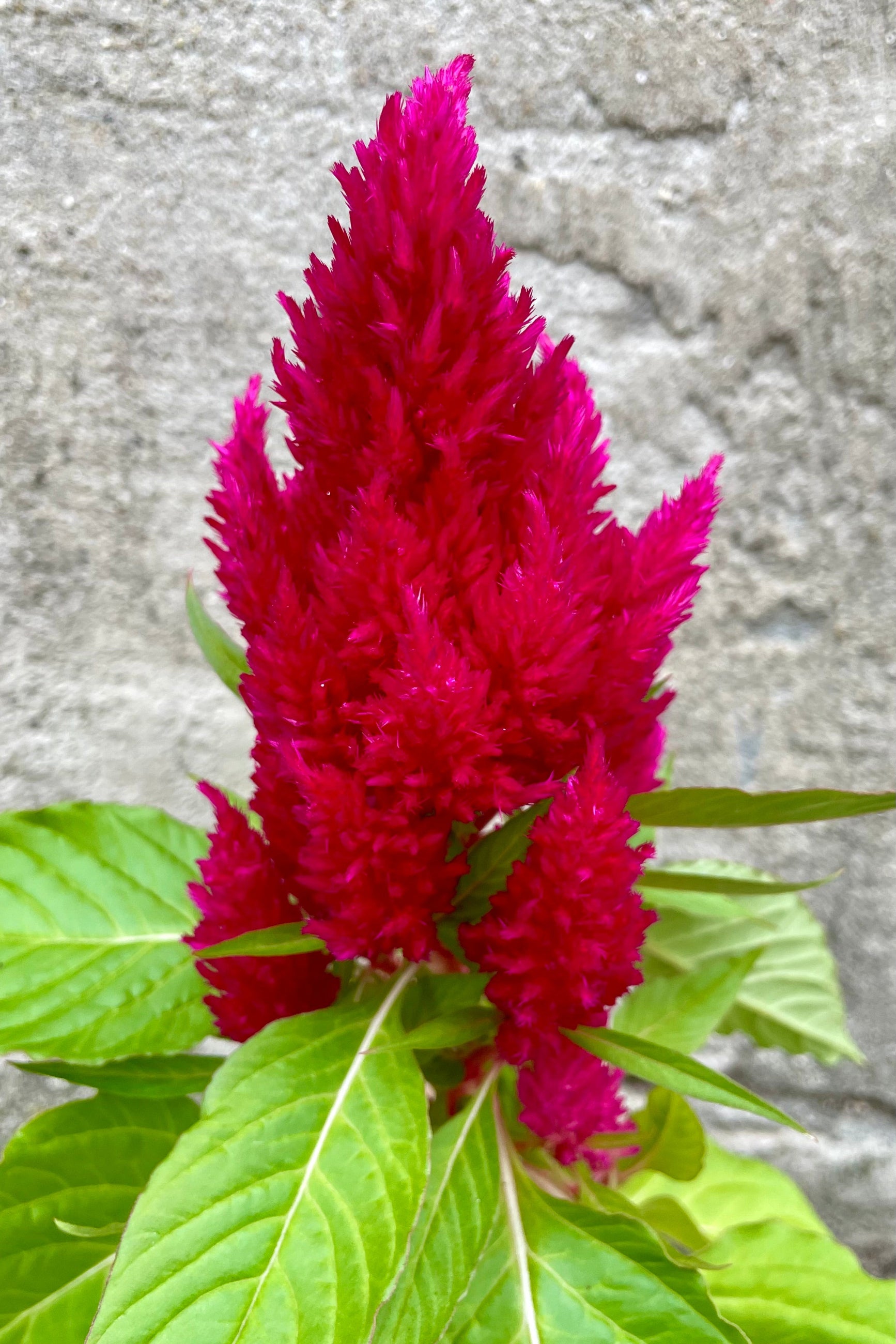 Celosia 'First Flame Scarlet' showing the bright fuchsia flower in September ©Sprout Home