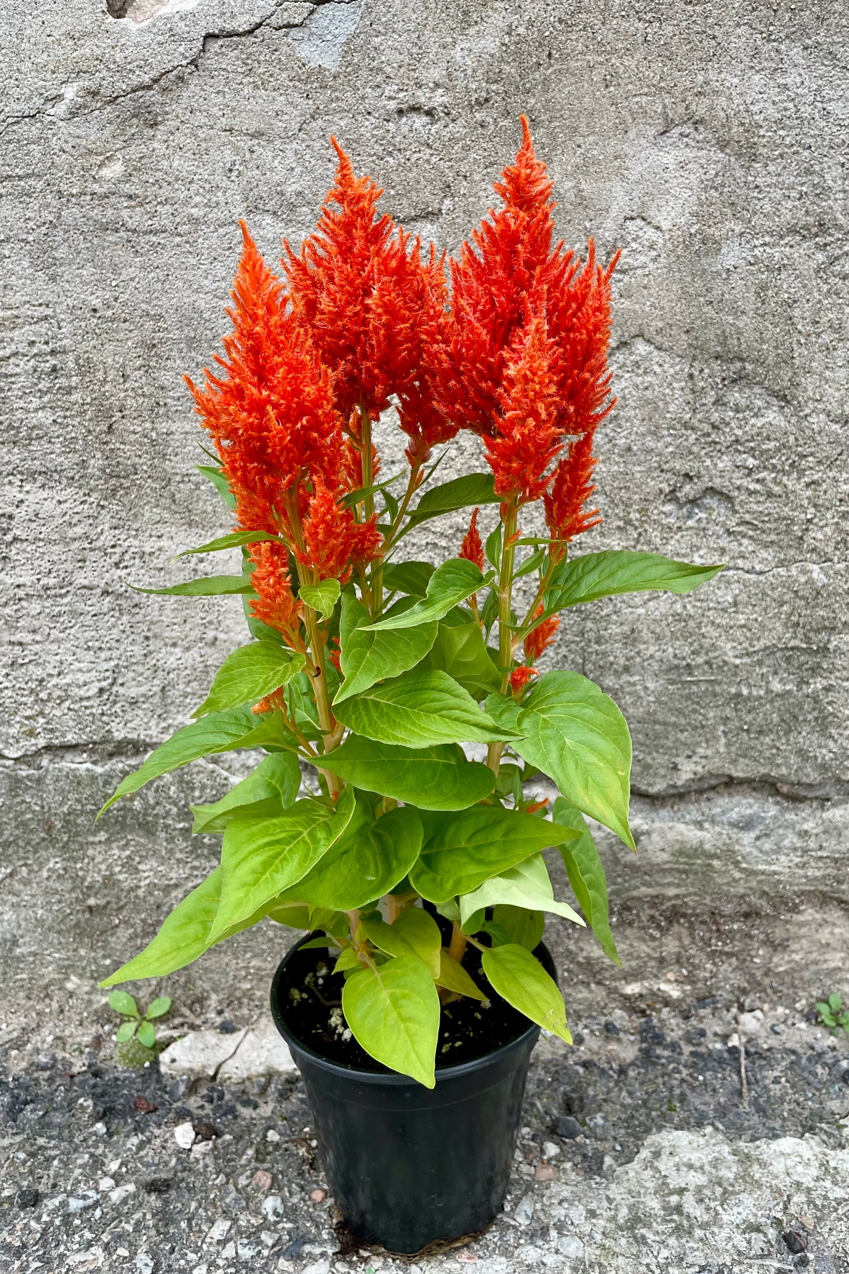 Celosia 'Flamma Orange' in a 4.5" growers pot in full bloom. ©Sprout Home