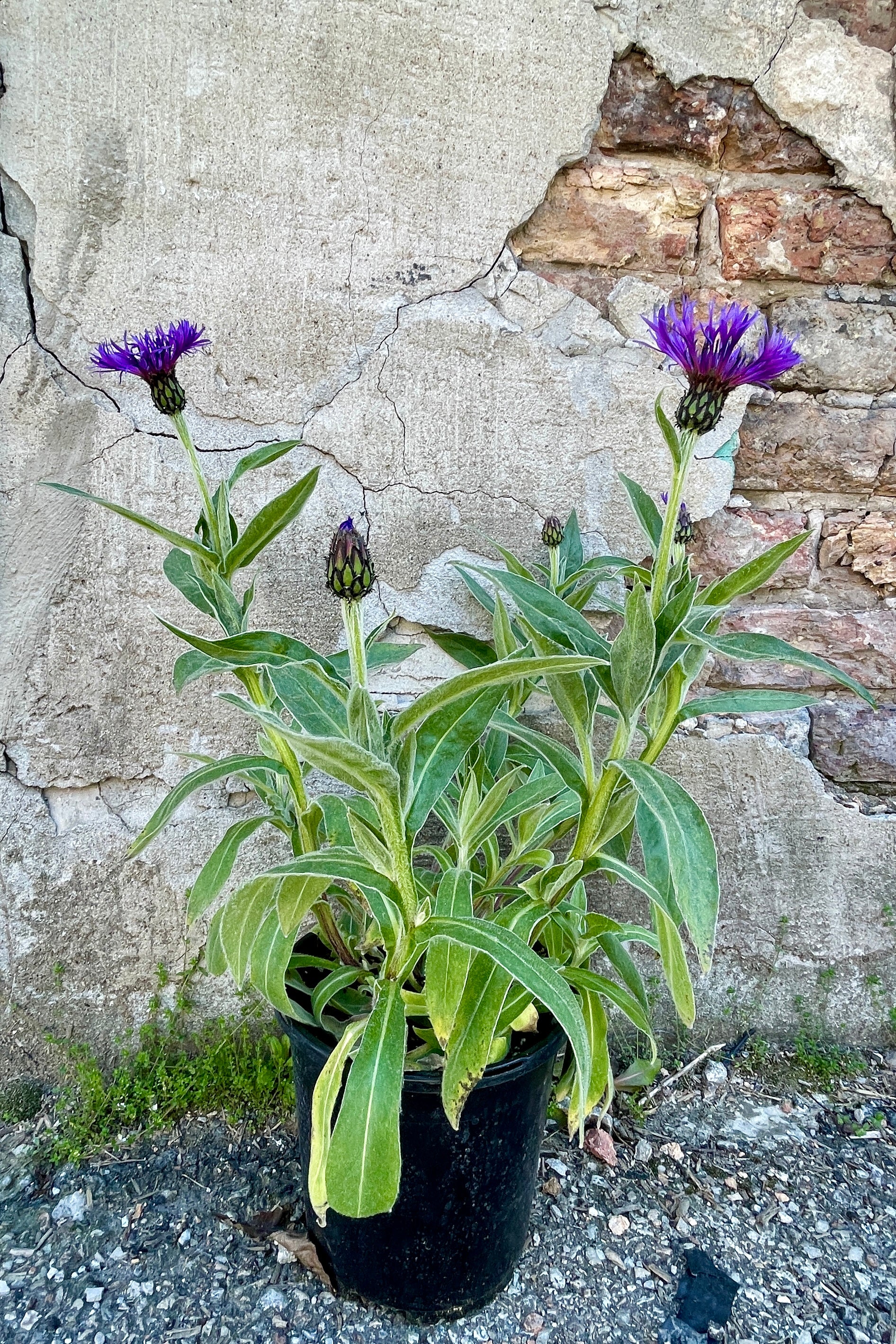 Centaurea montana 'Blue' in a #1 growers pot against a concrete wall the end of April in bloom with its purple blue flowers.