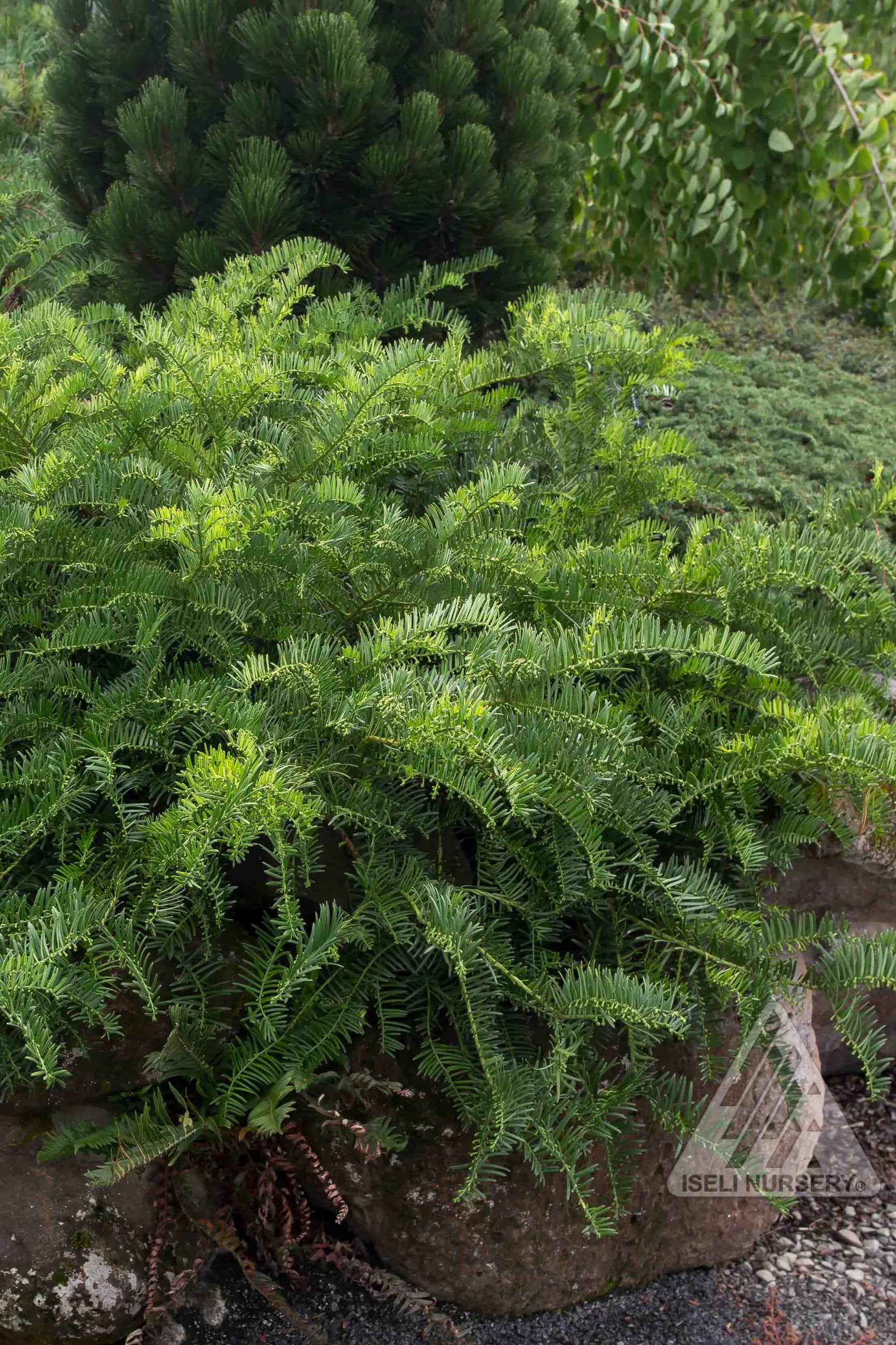 Cephalotaxus 'Prostrata' in the garden at Iseli Nursery ©Iseli Nursery