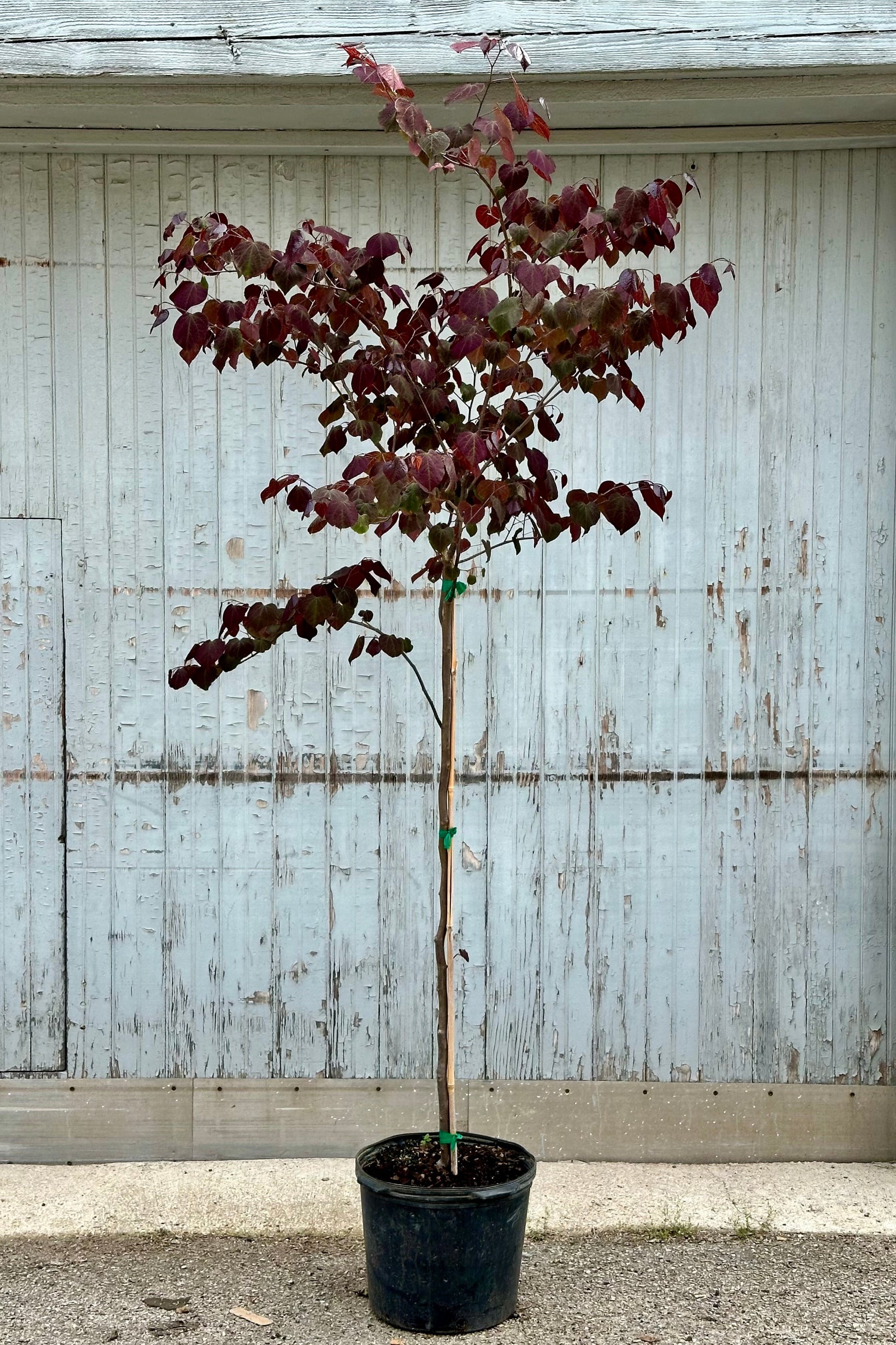 The burgundy colored leaves in Mid May of the 'Forest Pansy' redbud tree in a #7 growers pot in front of a wood wall. ©Sprout Home