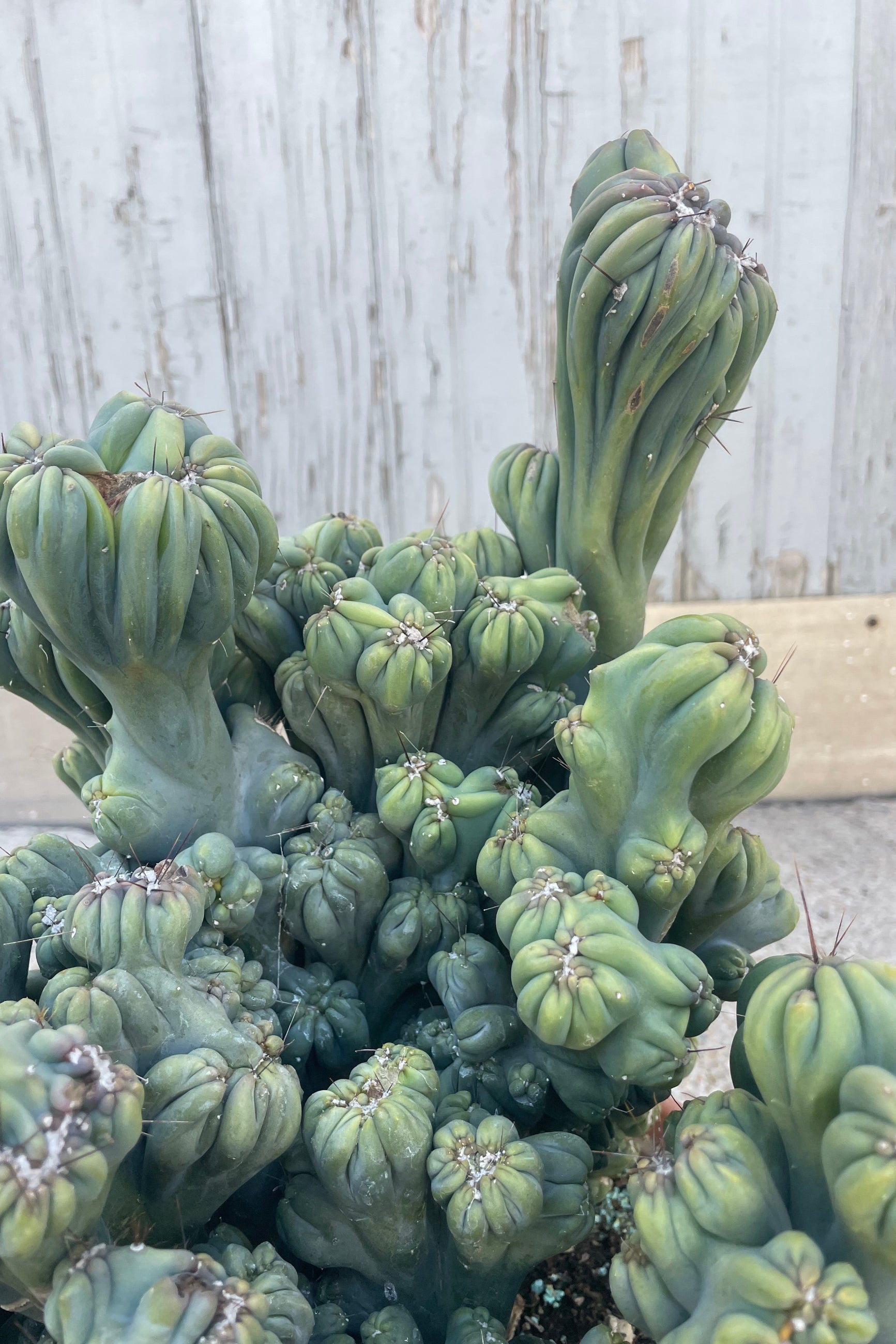 Cereus Forbesii 'Monstrose' 8