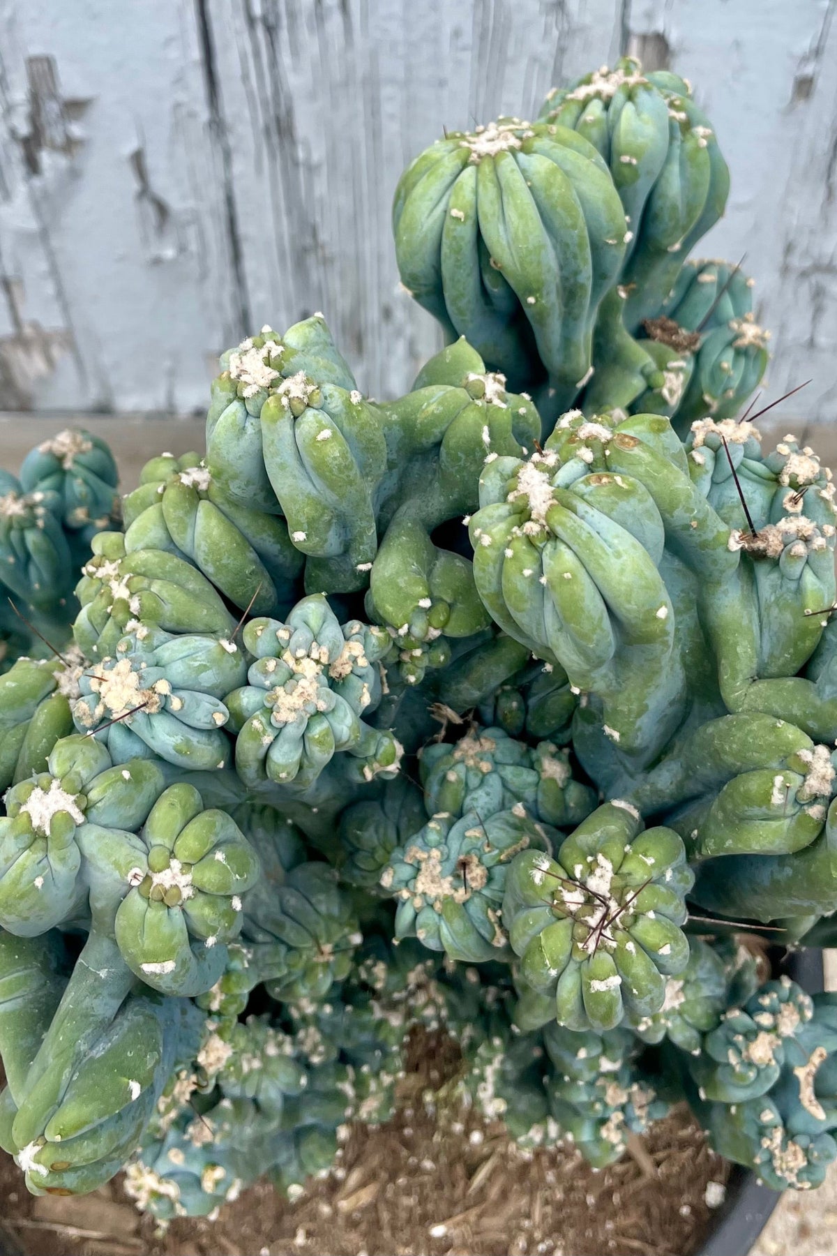 A close-up of a mounded monstrose Cereus cactus in a black pot in front of a wooden wall . Cereus forbesii ©Sprout Home
