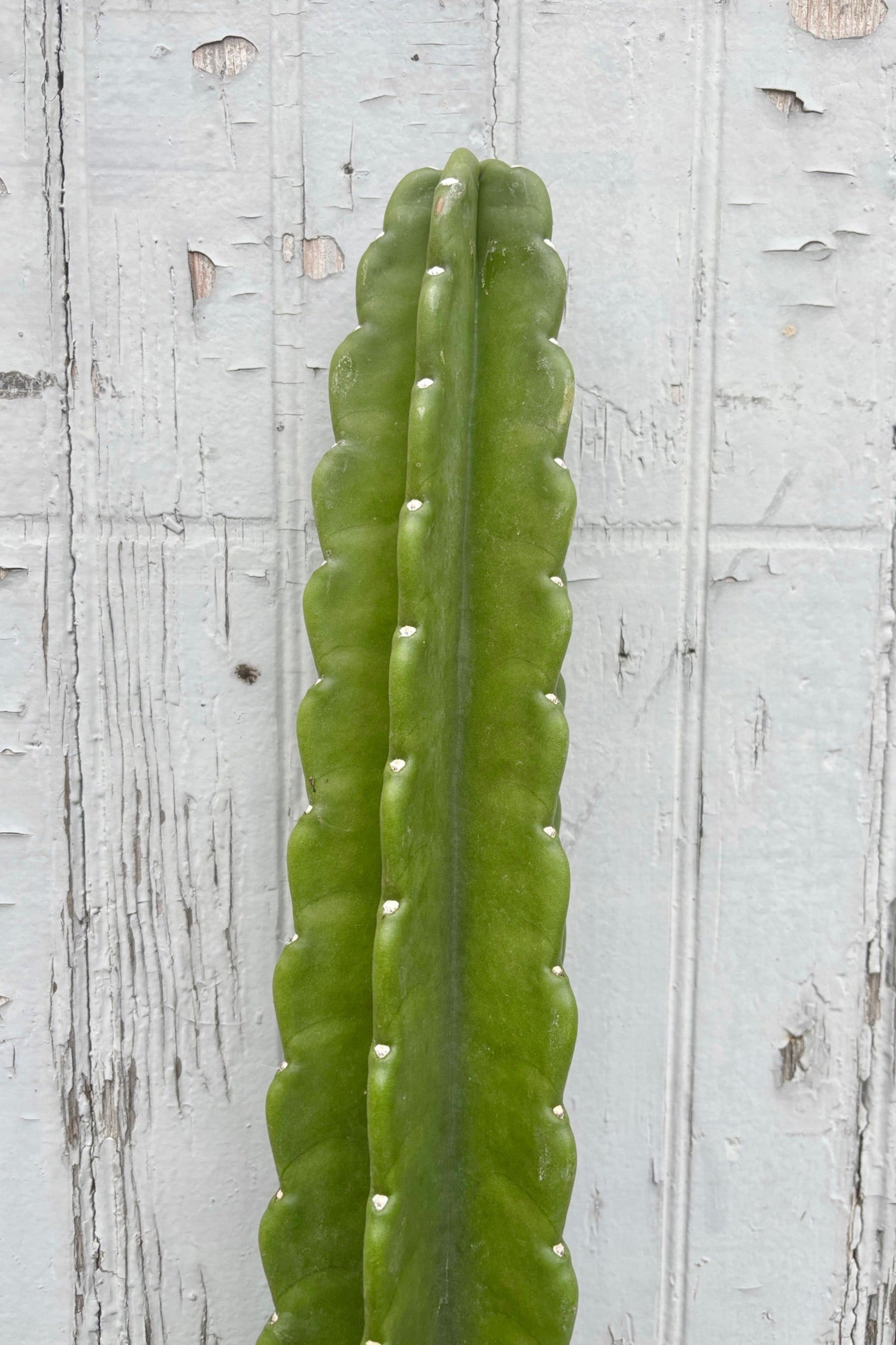 Detail of Cereus Jamacaru single stalk cactus against grey wall ©Sprout Home