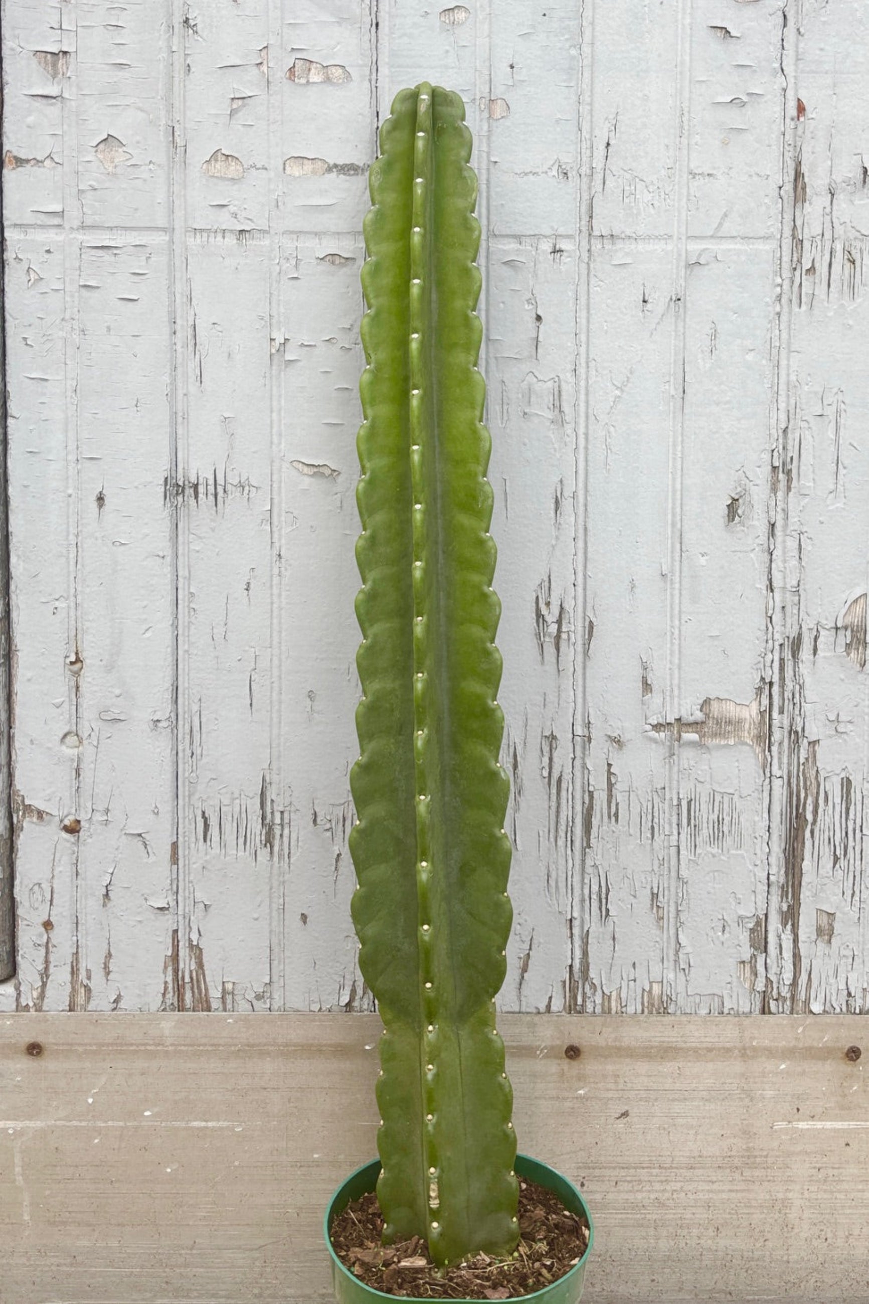 Cereus Jamacaru single stalk cactus against grey wall ©Sprout Home