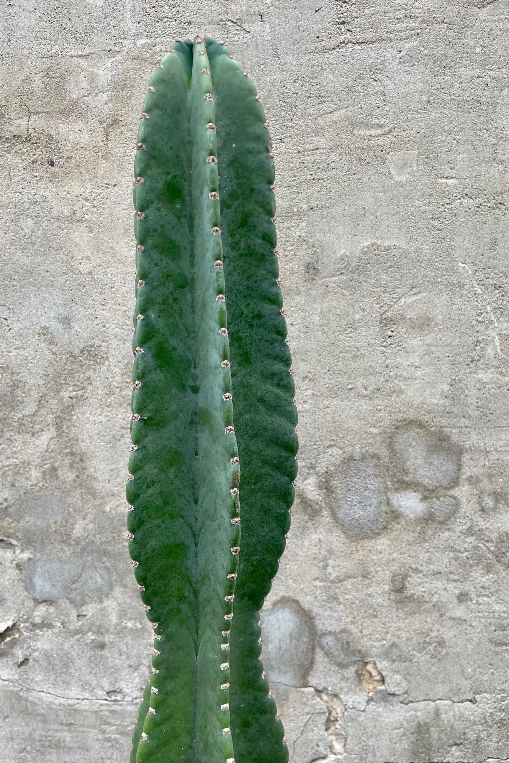 Close photo of Cereus peruvianus cactus which has blue-green color to a multi-sided columnar stem with small apines along each edge. Photograph is the plant subject against a cement wall. ©Sprout Home
