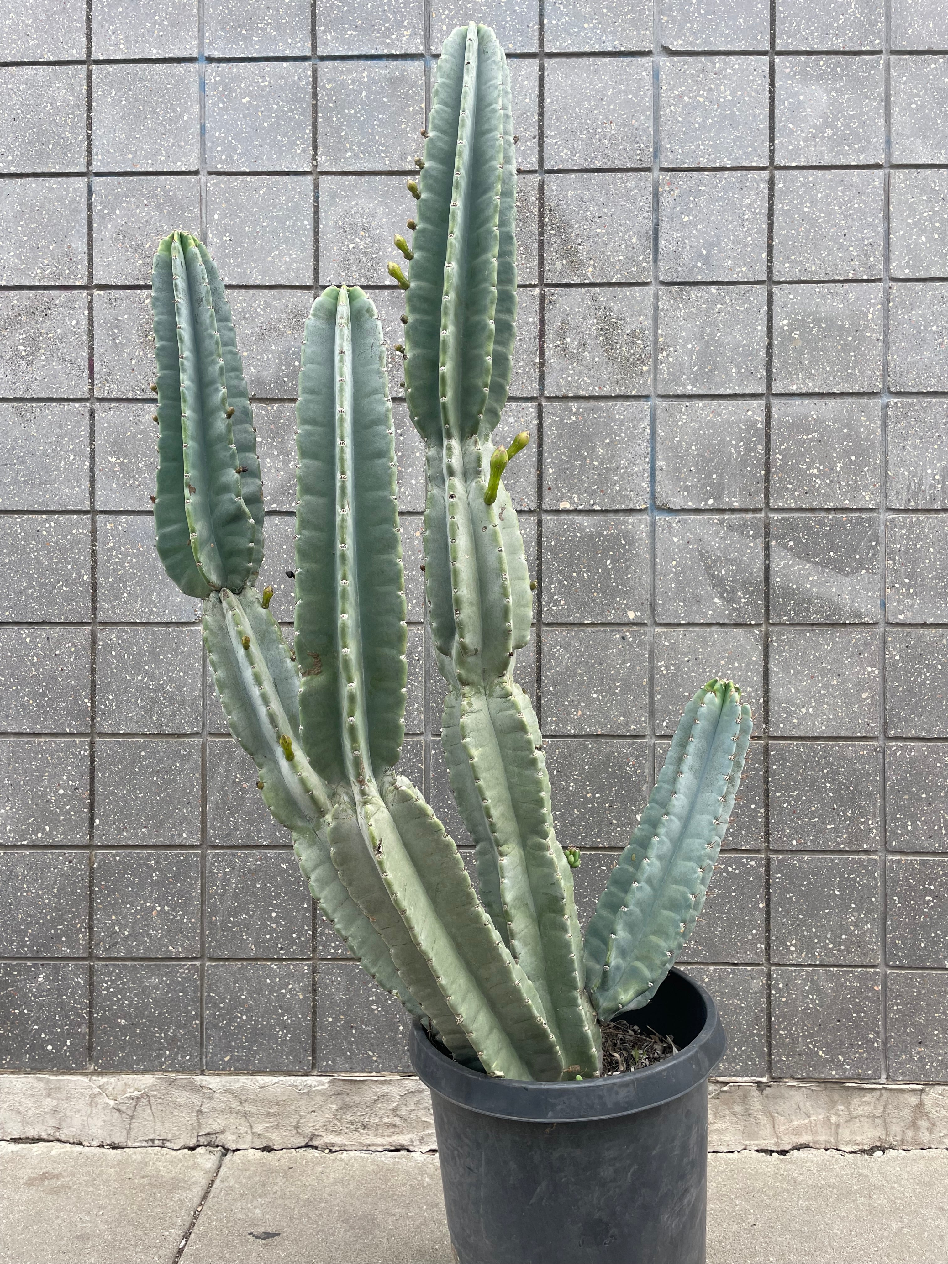 Cereus peruvianus #15