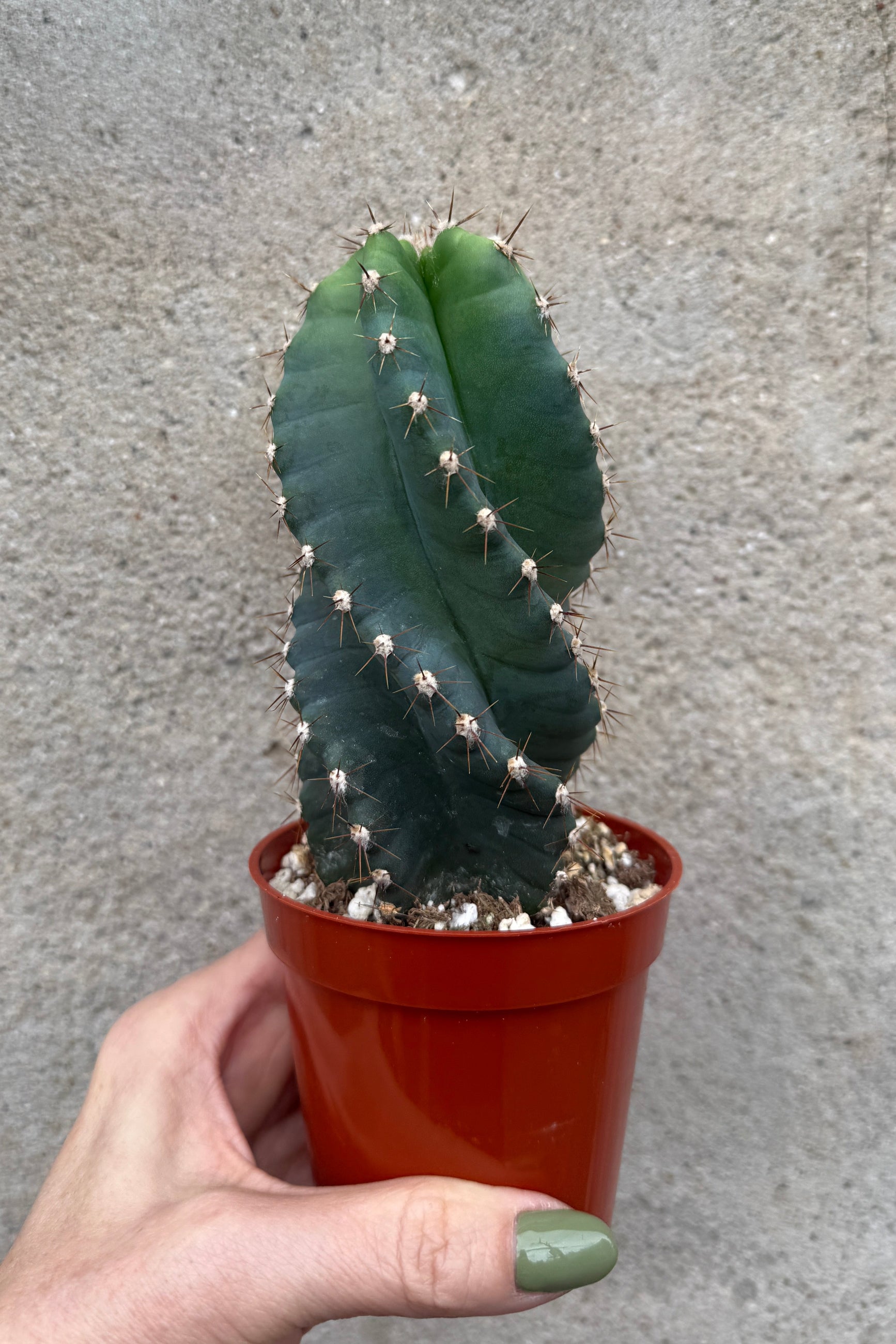 Cereus peruvianus 'Spiralis' in a 3.25" growers pot being held in hand against a concrete wall ©Sprout Home
