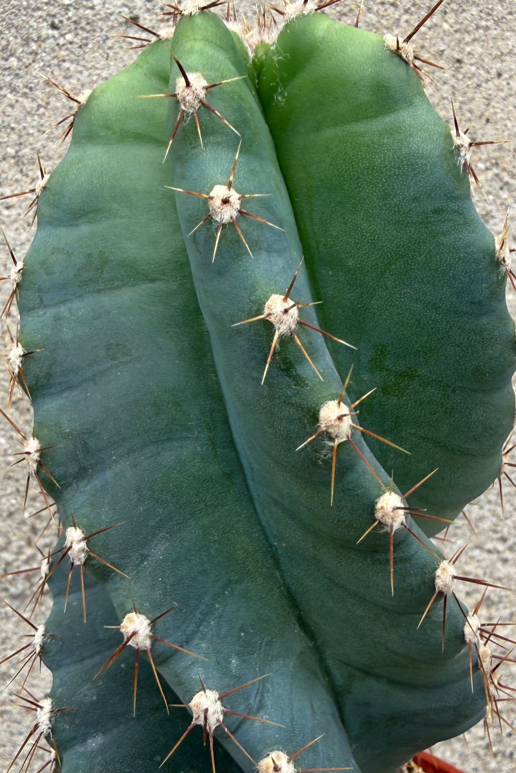 Close-up of a Cereus peruvianus 'Spiralis' with spines on a textured surface ©Sprout Home