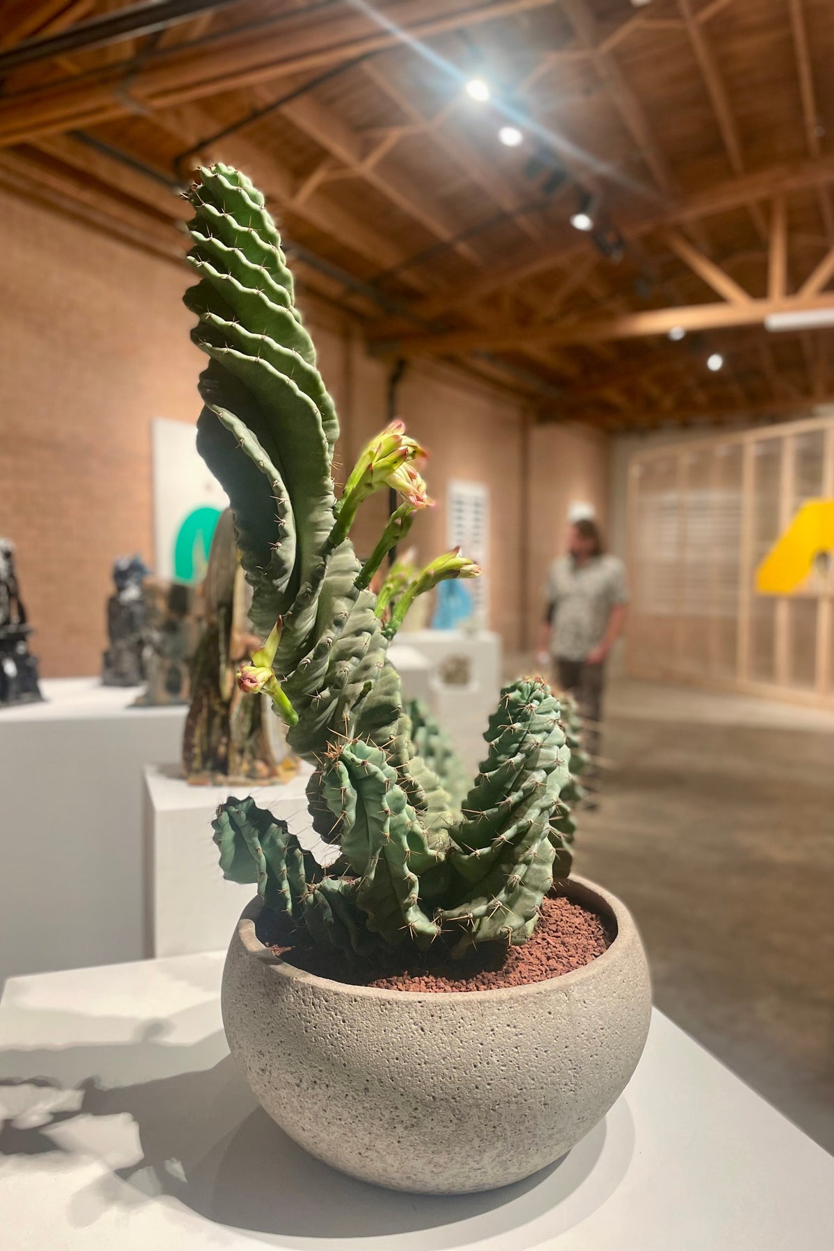 Cereus Spiralis cactus in a gray bowl on a white table in a gallery as an installation view of as an Installation view of VERDE at Secrist Beach SATELLITE ©Sprout Home